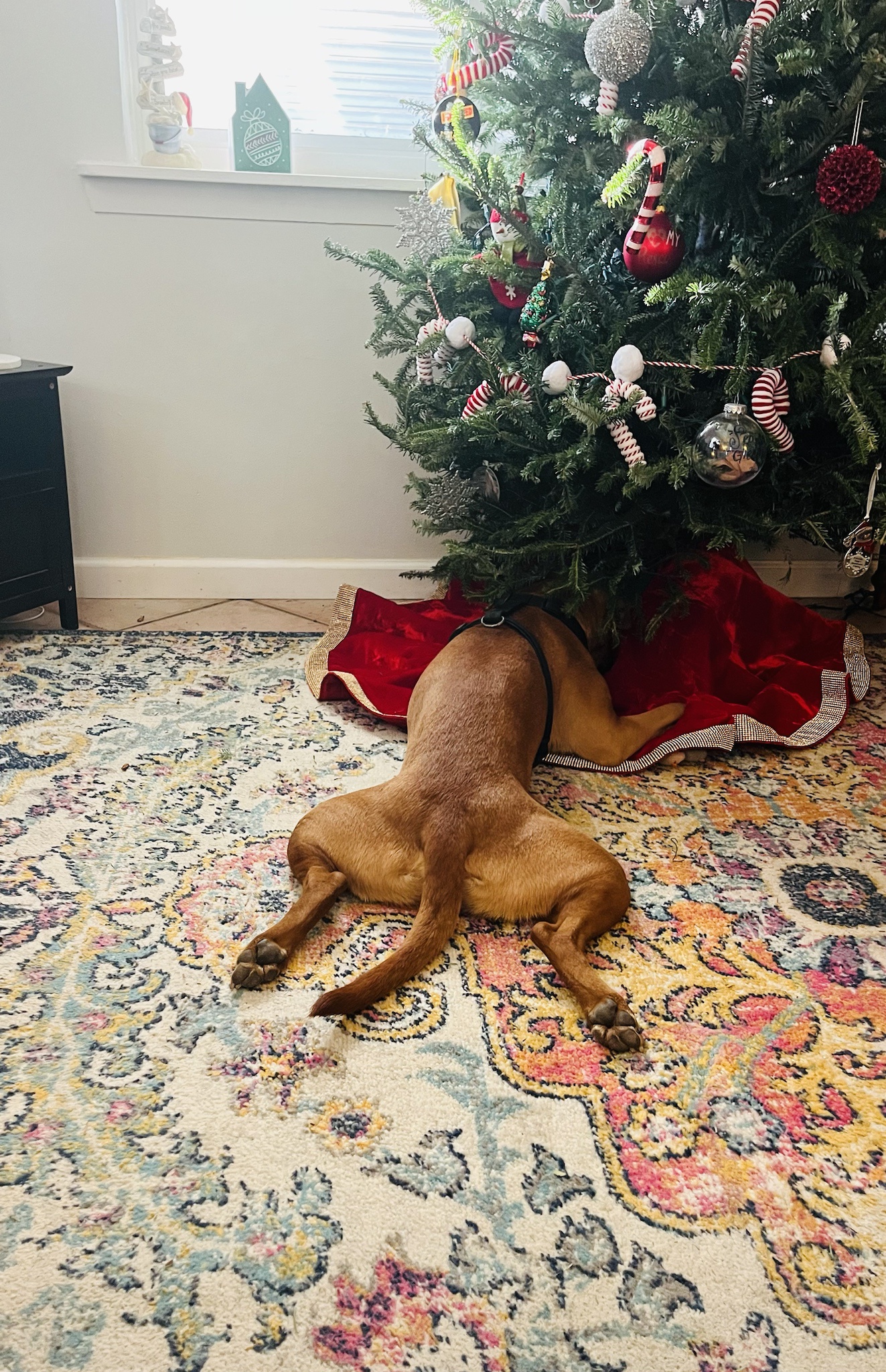 Each Enjoying the Tree in Their Unique Way