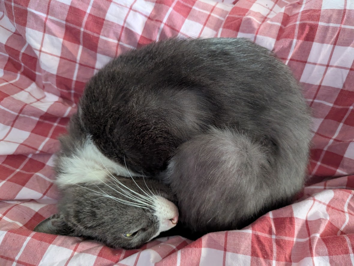 Sam's Unique Sleep Style: Curling Up Like a Ball with Eyes Wide Open