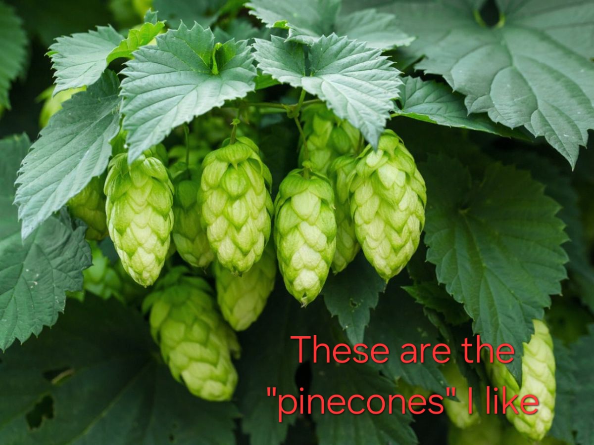 These pinecones are way more useful than the usual ones