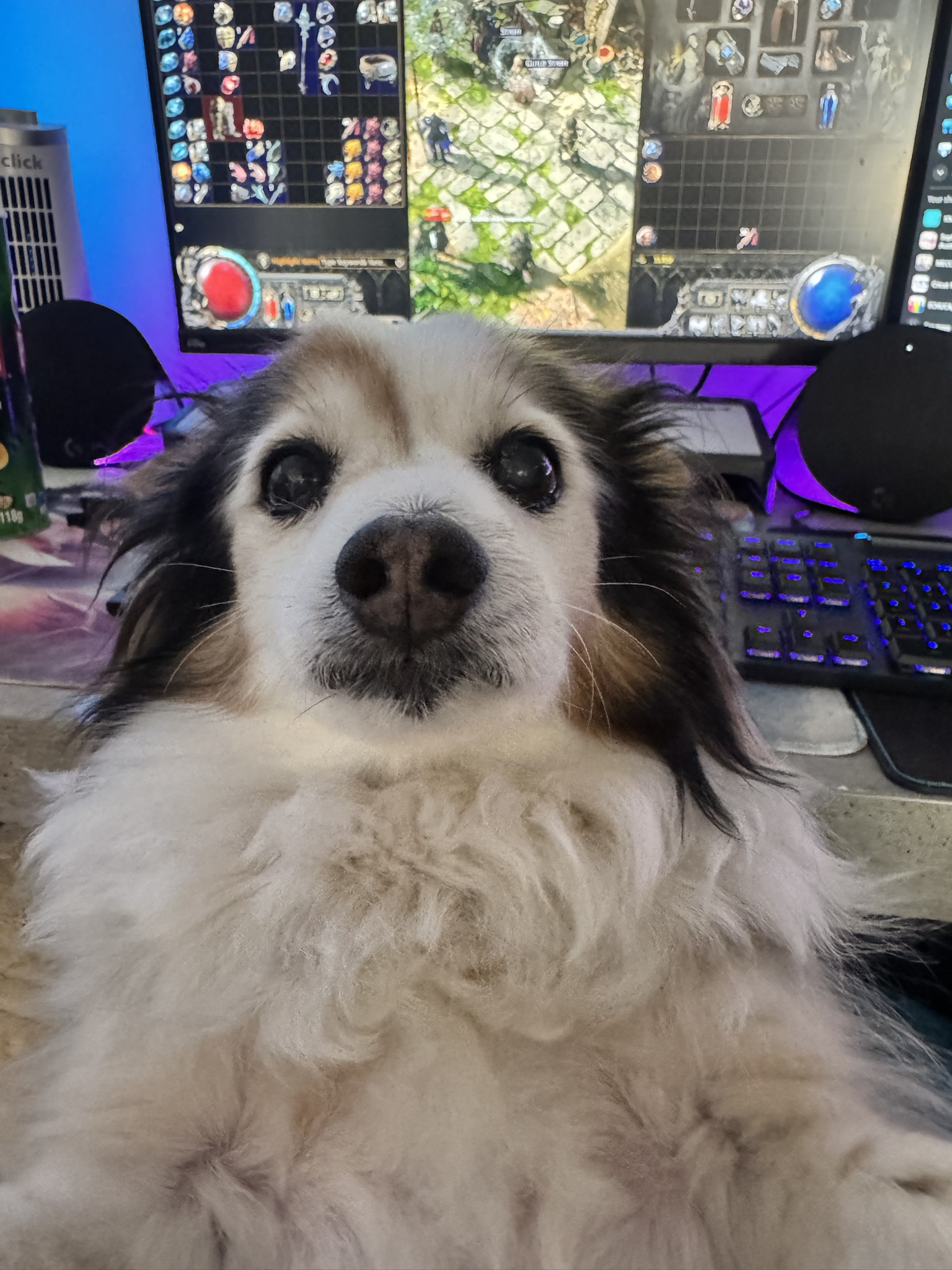 Daily Dose of Cuteness: Meet My Dog Panko