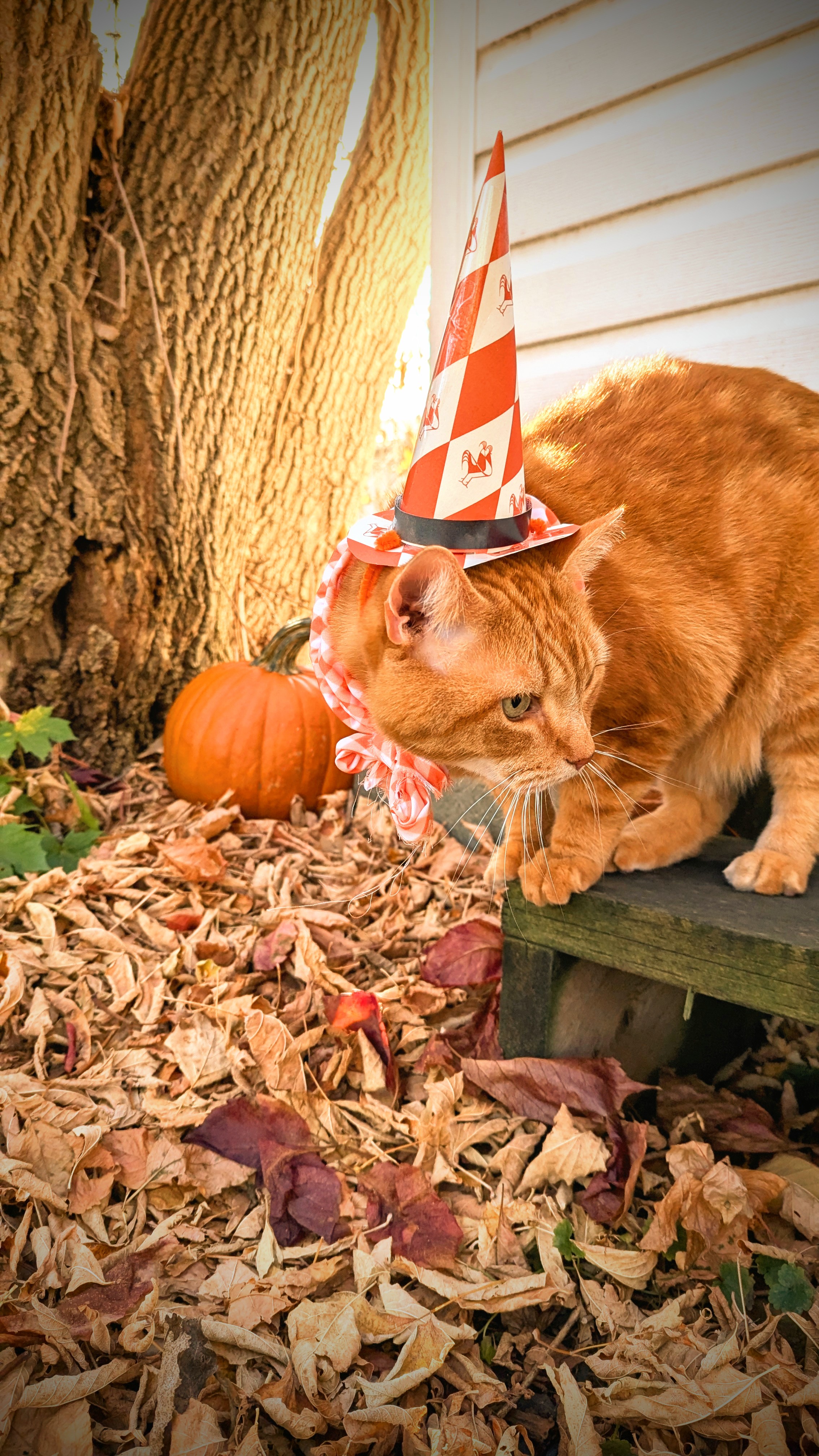 Marty McFly: The Guardian of the Pumpkin Patch.