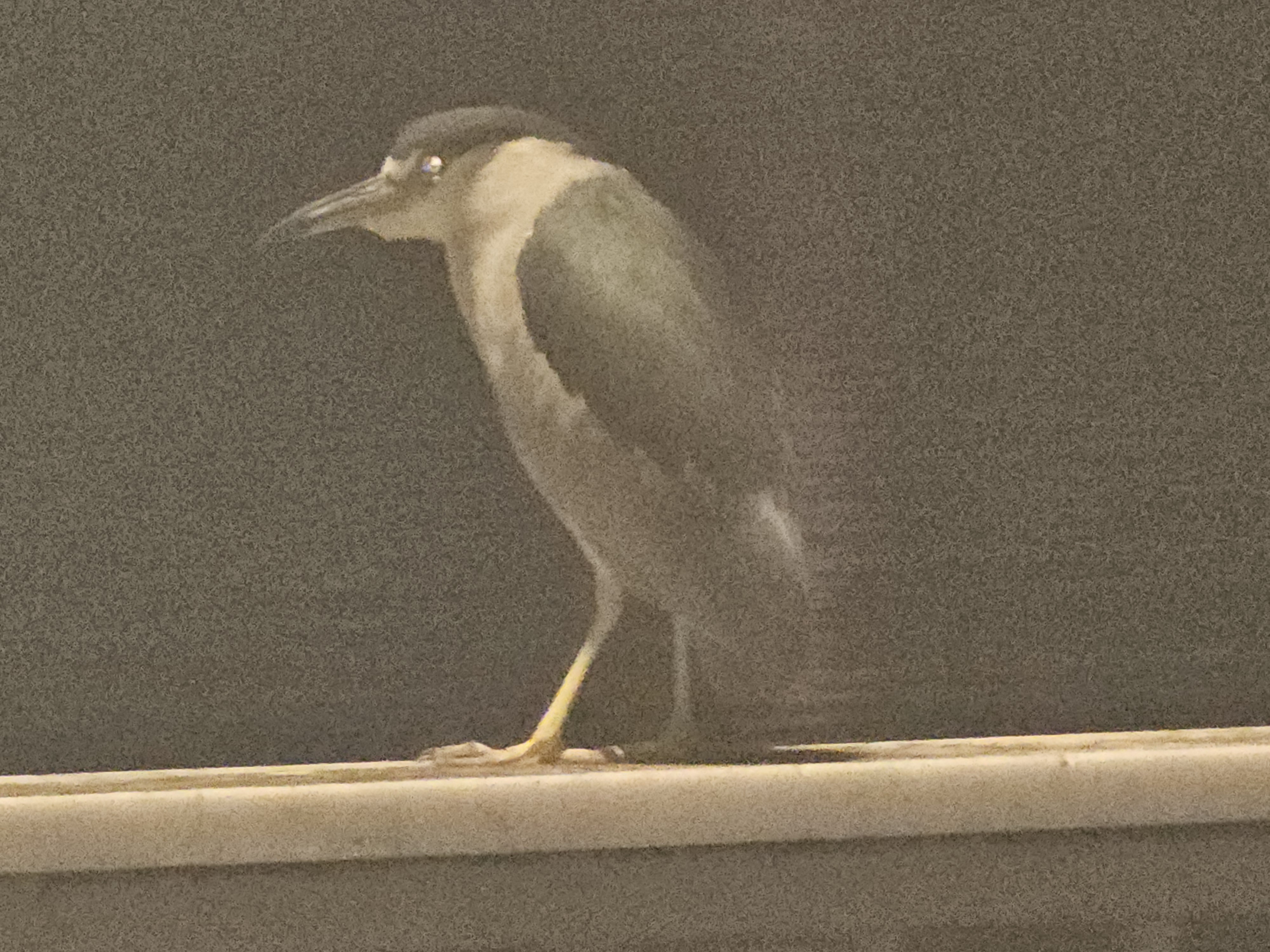 Stunning Black-Crowned Night Heron in Focus