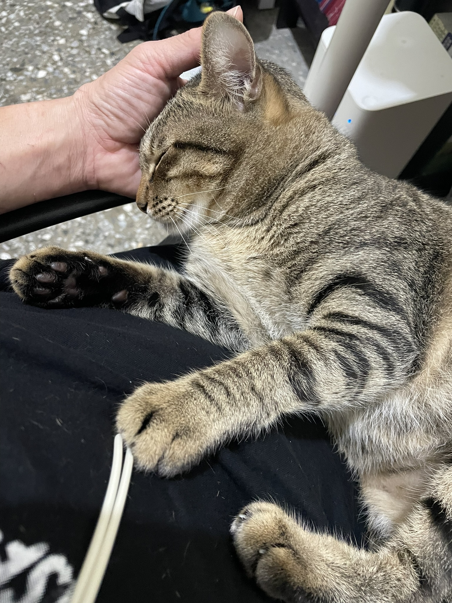 Another Adorable Sleeping Cat Moment