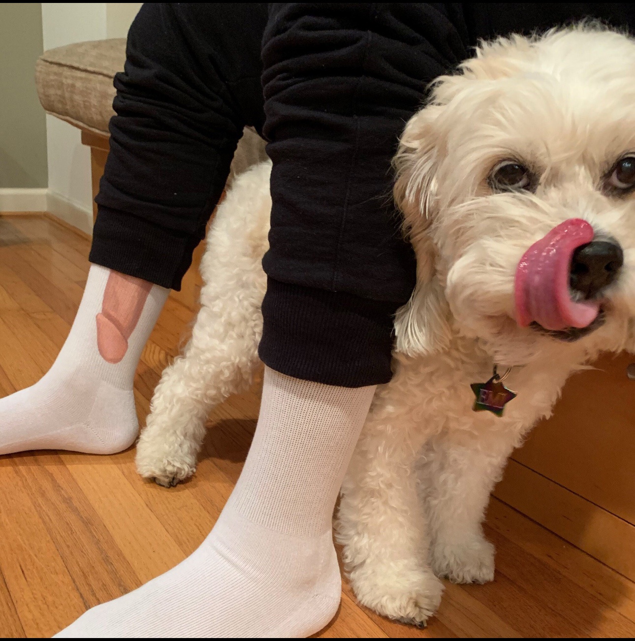 A Friendly Pup Says Hello!