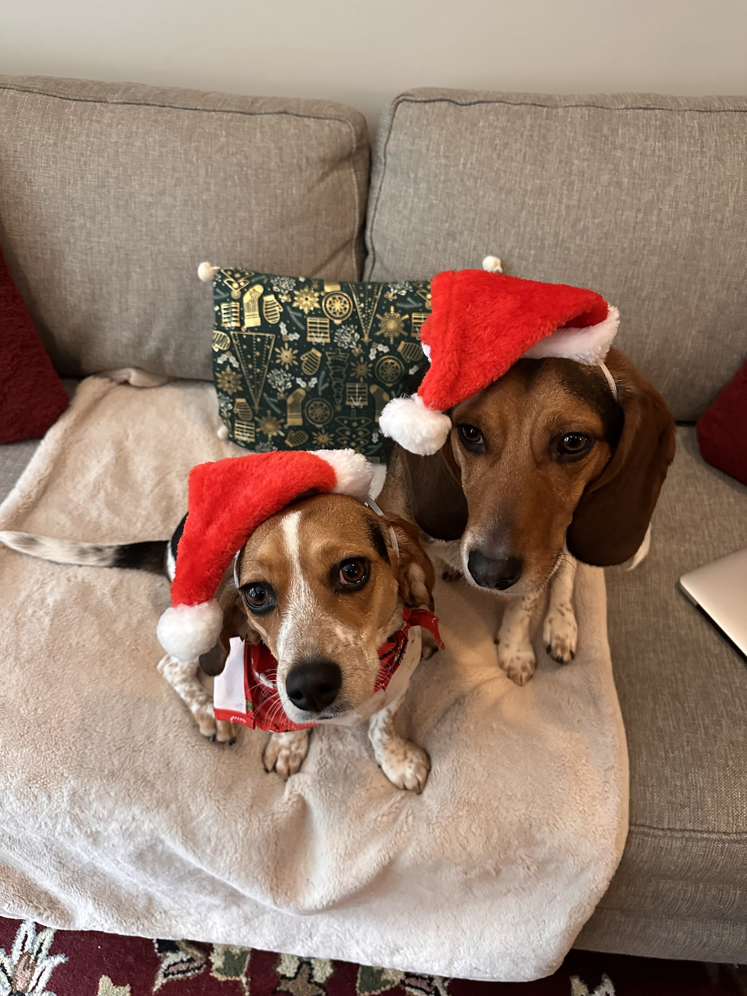 Celebrate the Holidays with Adorable Beagles!