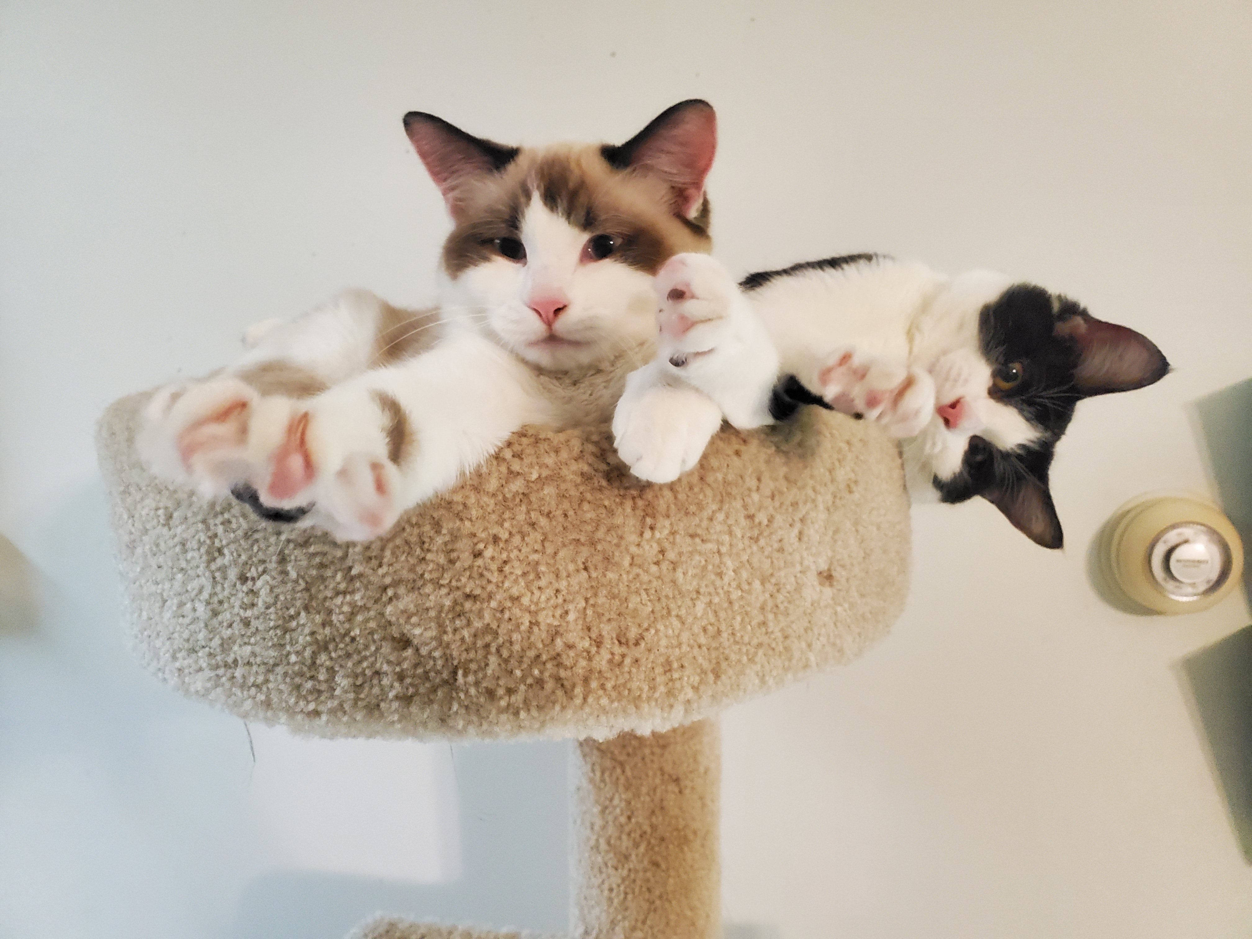 The Dark Side of Marshmallow's Adorable Murder Mittens
