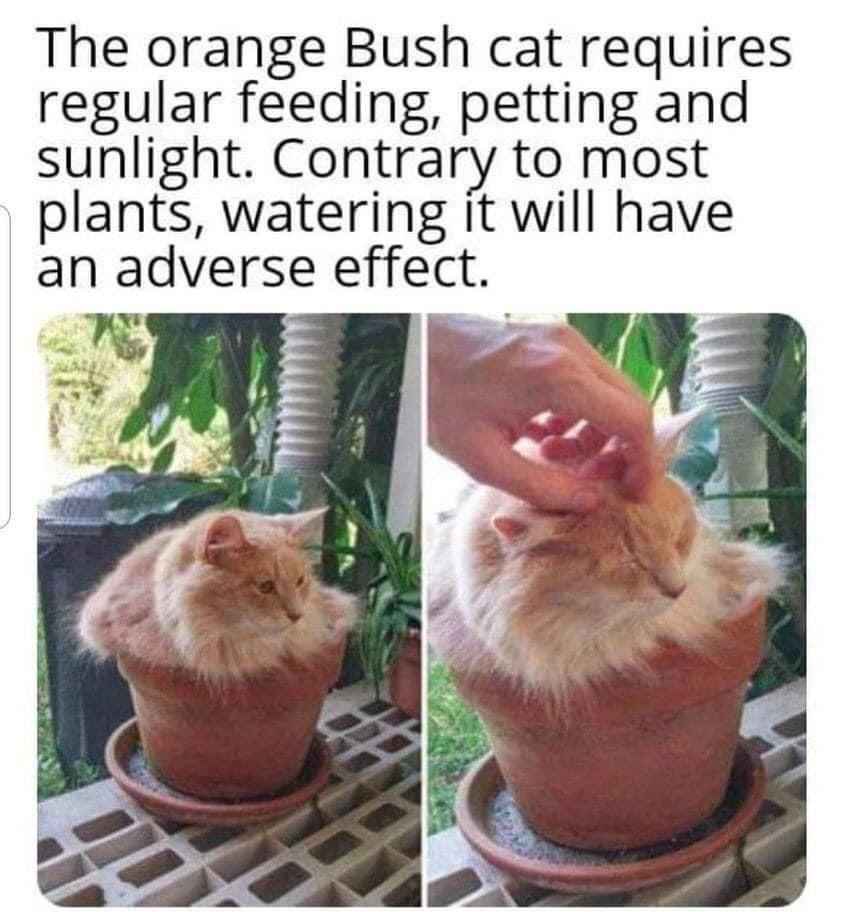 Essential Tips for Thriving Plant Care
