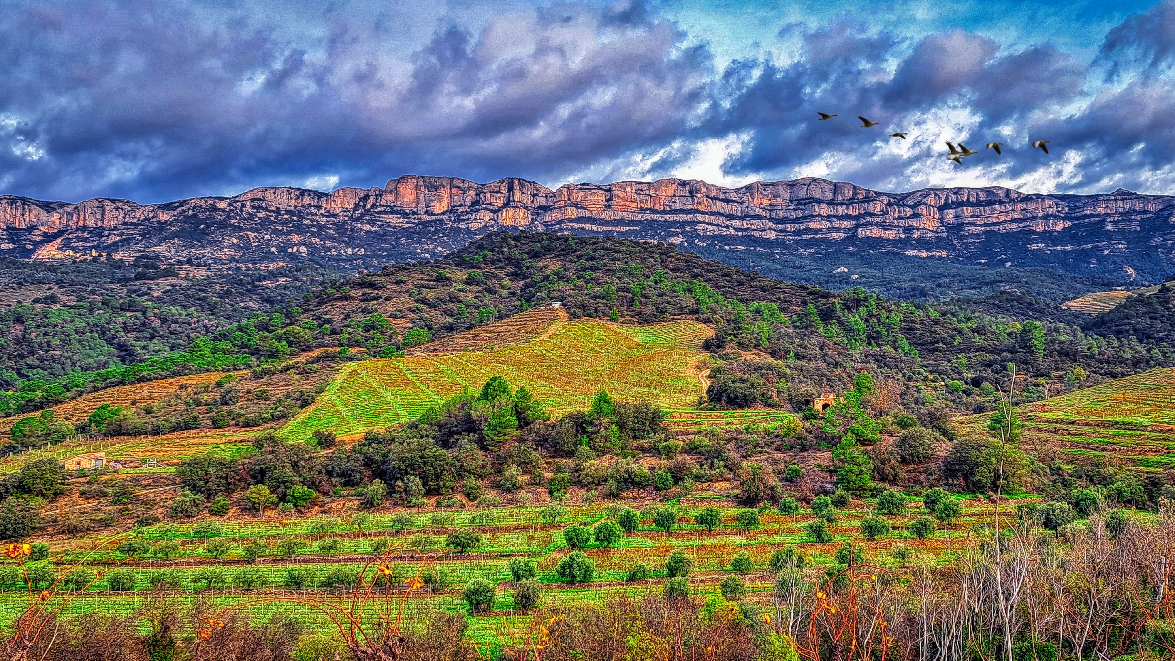 Stunning Views of Poboleda: Olive Trees and Vineyards with Montsant Mountain in the Background