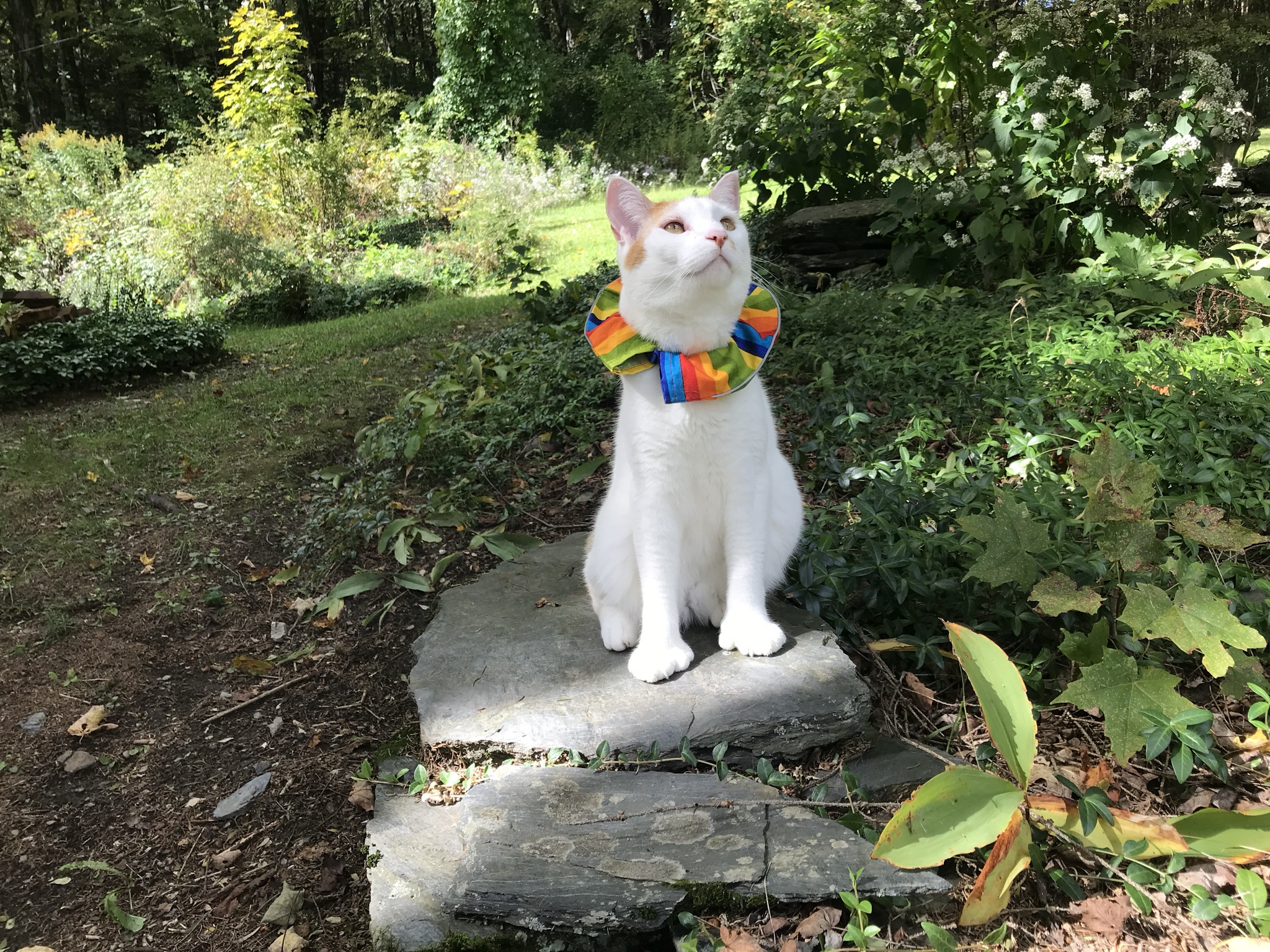 My Adorable Cat Still Embracing Its Kitten Spirit