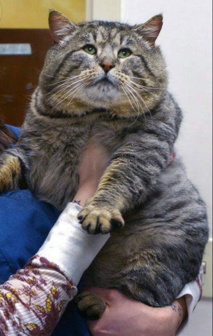 Celebrating my cake day with an adorable cat surprise