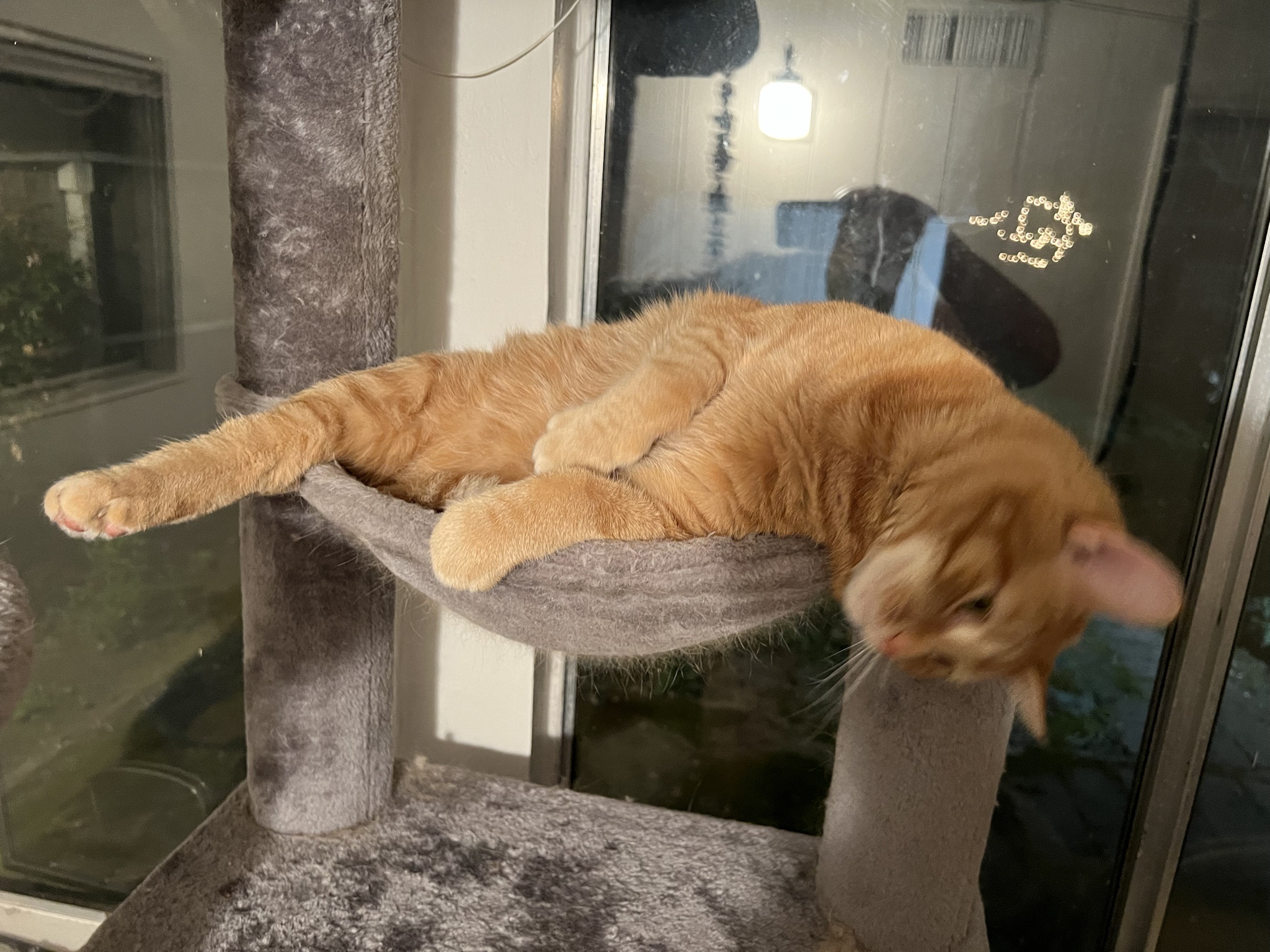 A daily dose of cat cuteness to lift your spirits!