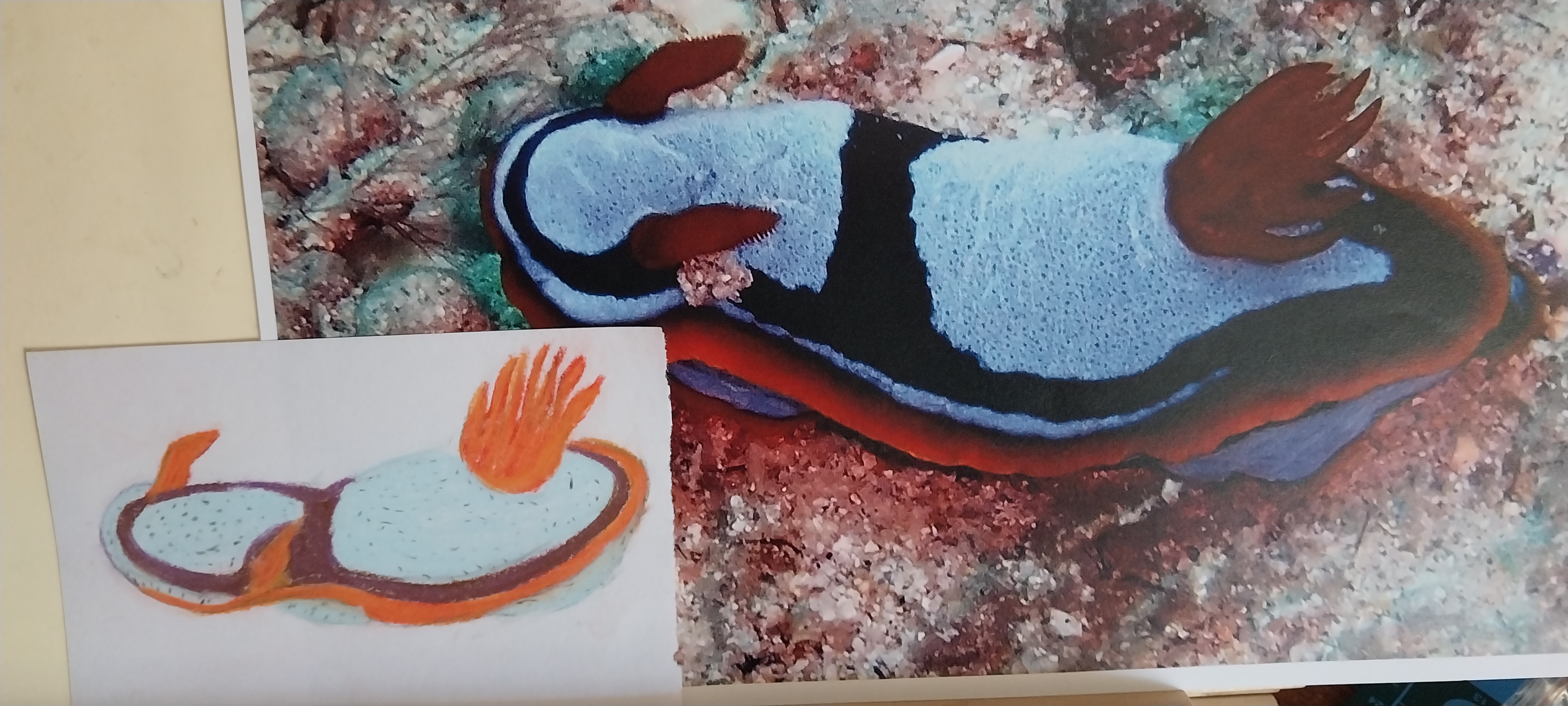 Meet the stunning Chromodoris westraliensis, the gem of Western Australia!