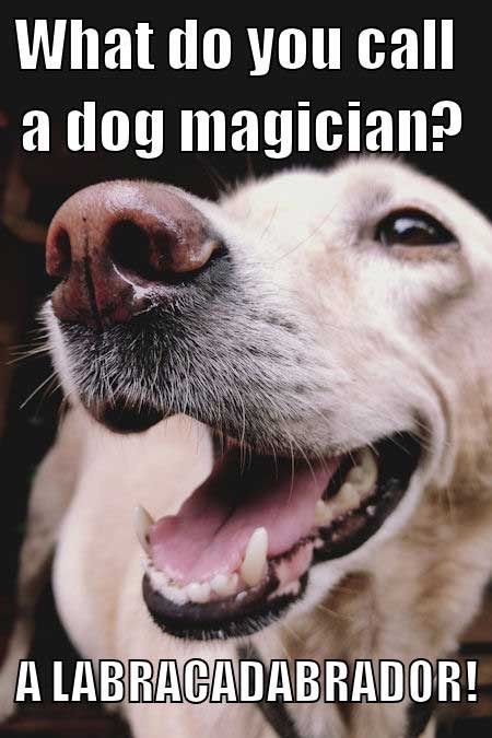 A collection of the cutest dog memes you'll ever see