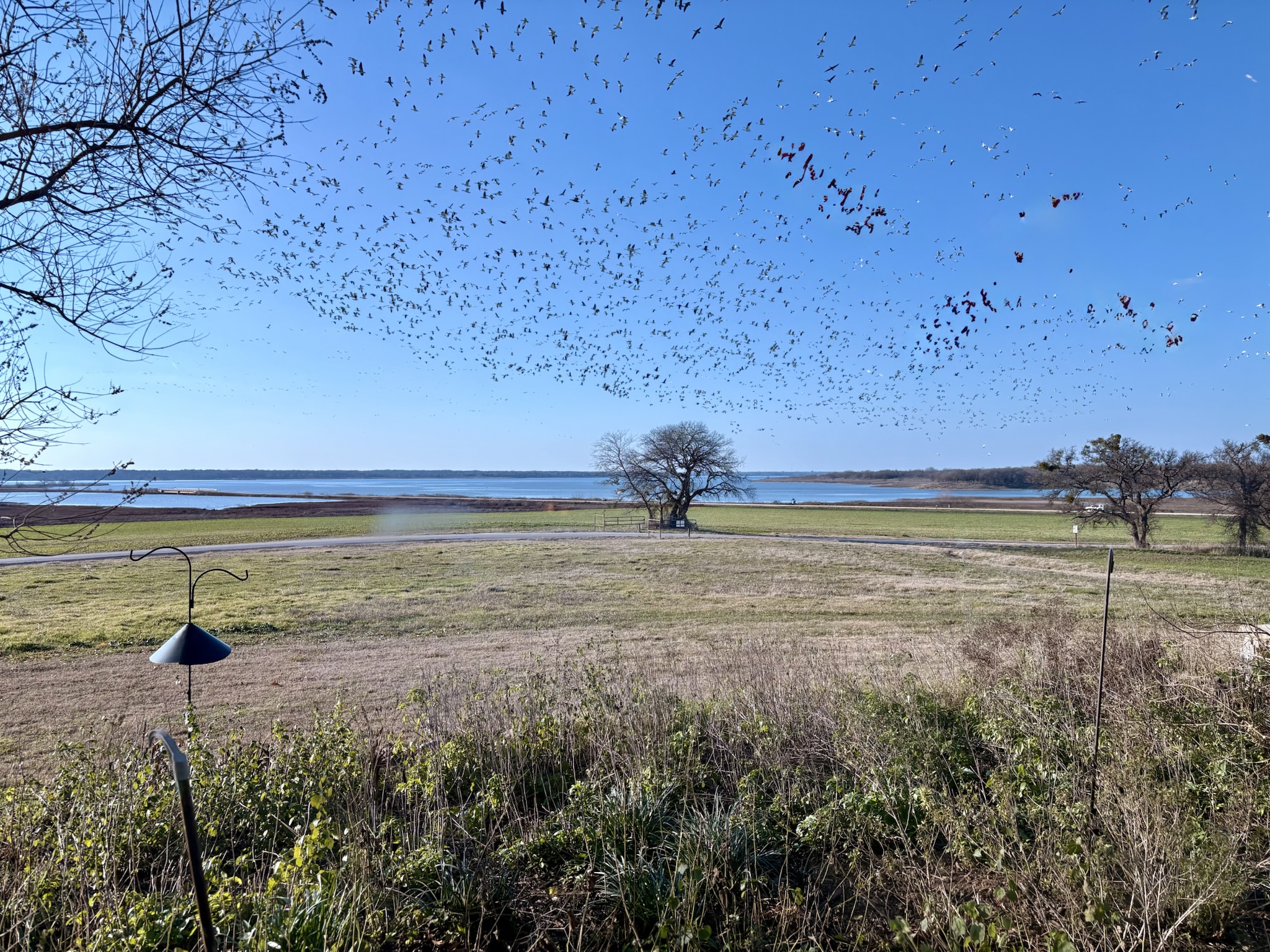 A Spectacle of Nature: Thousands of Snow Geese and One Comical Cackler
