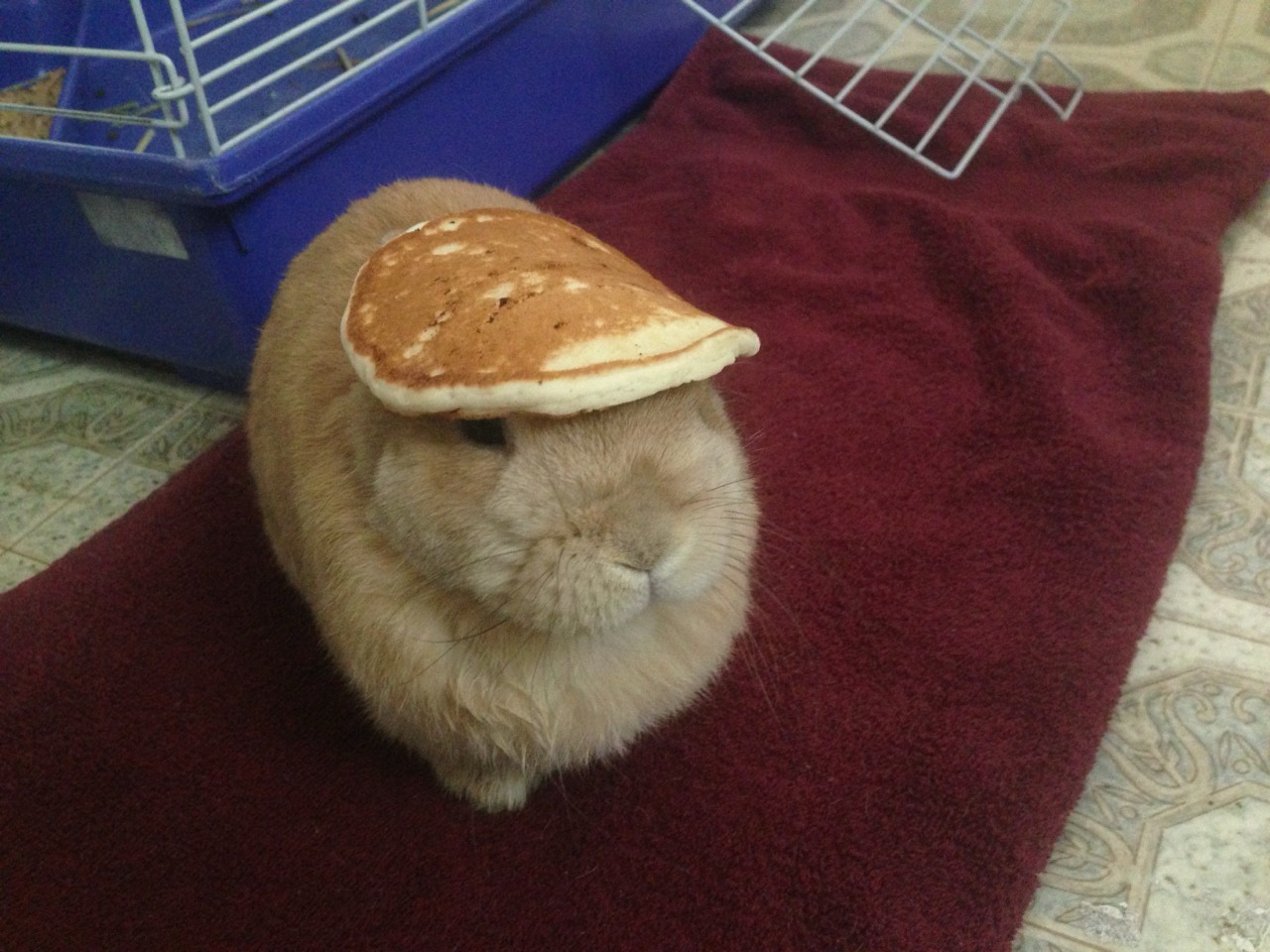 Meet the Pancakerabbit: The Cutest Hybrid You’ll Ever See!