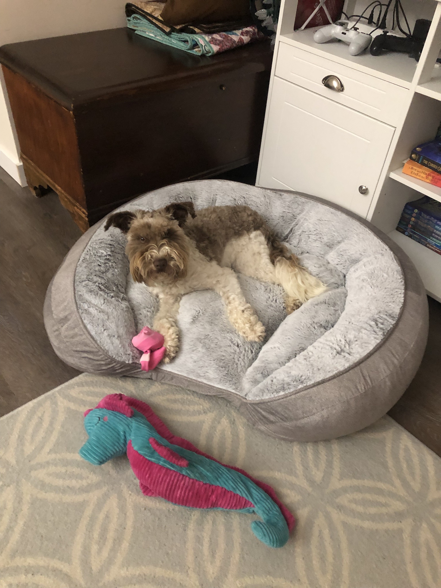 A Cozy New Bed for the Pup