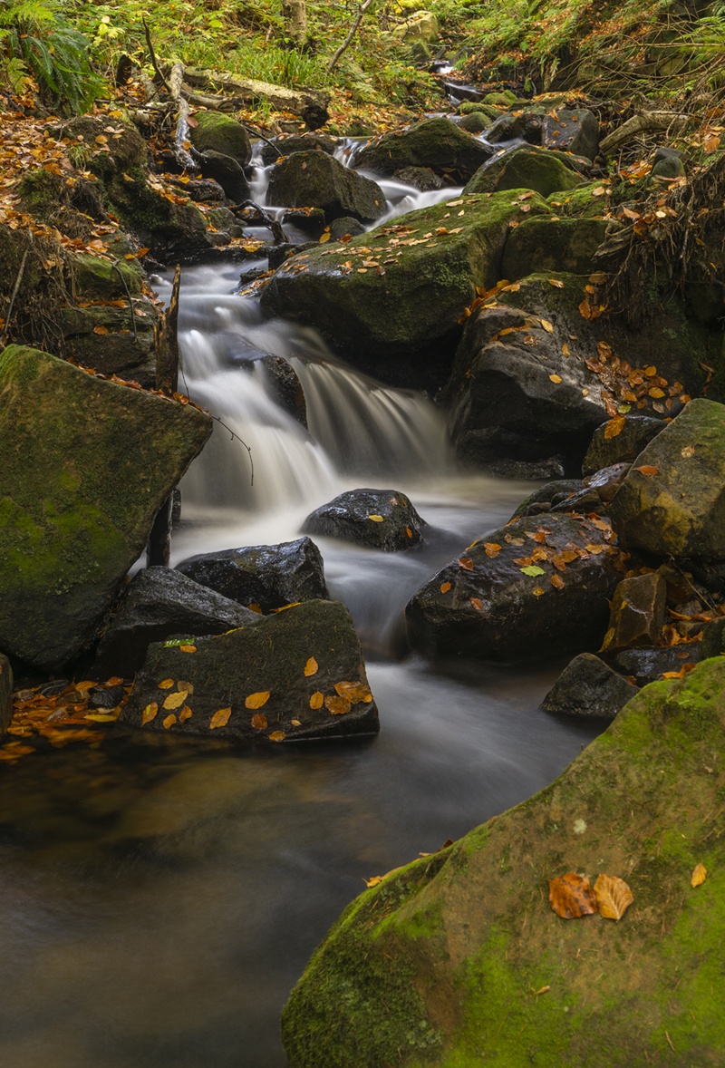 Exploring the Serene Beauty of Beeley Brook