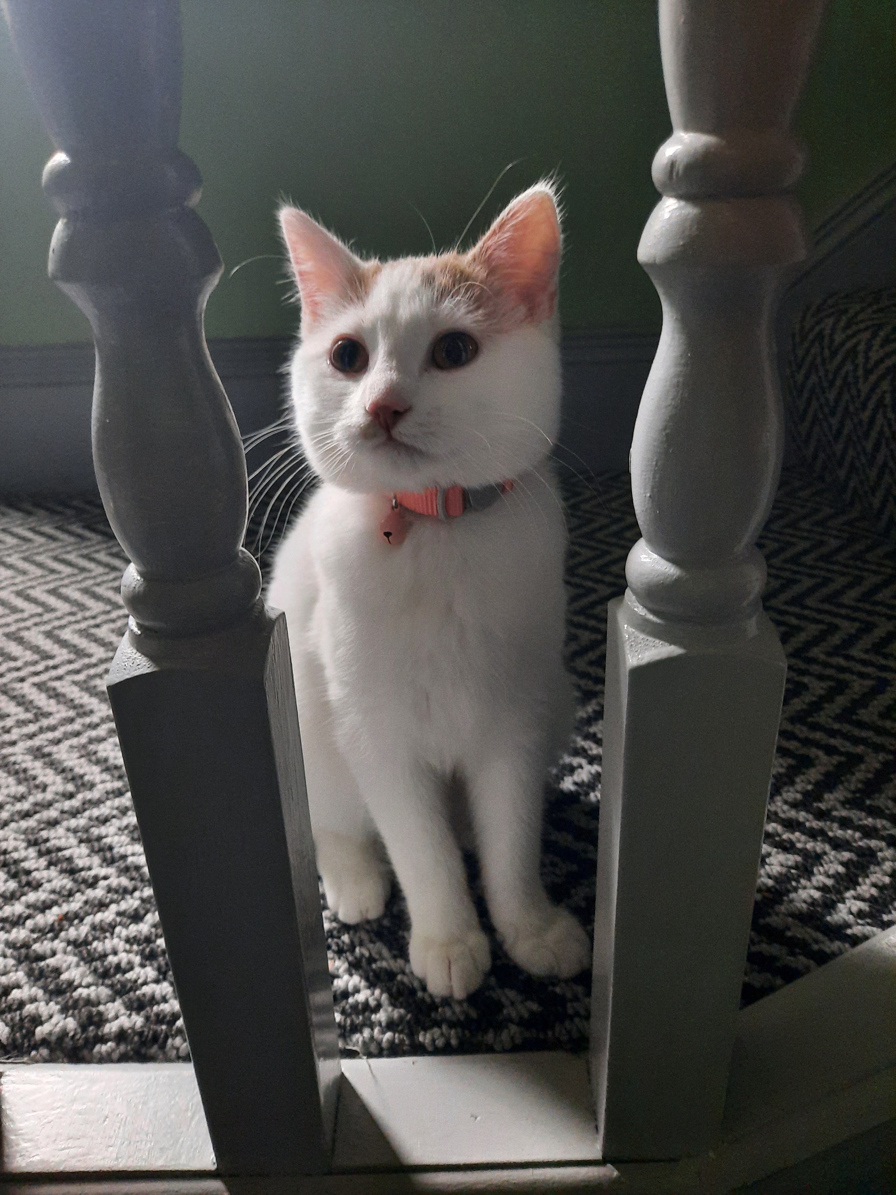 Lil Baby's Big Day: Getting Spayed Tomorrow!