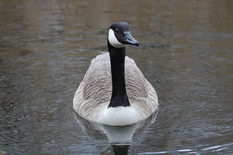 Just a curious goose wandering around