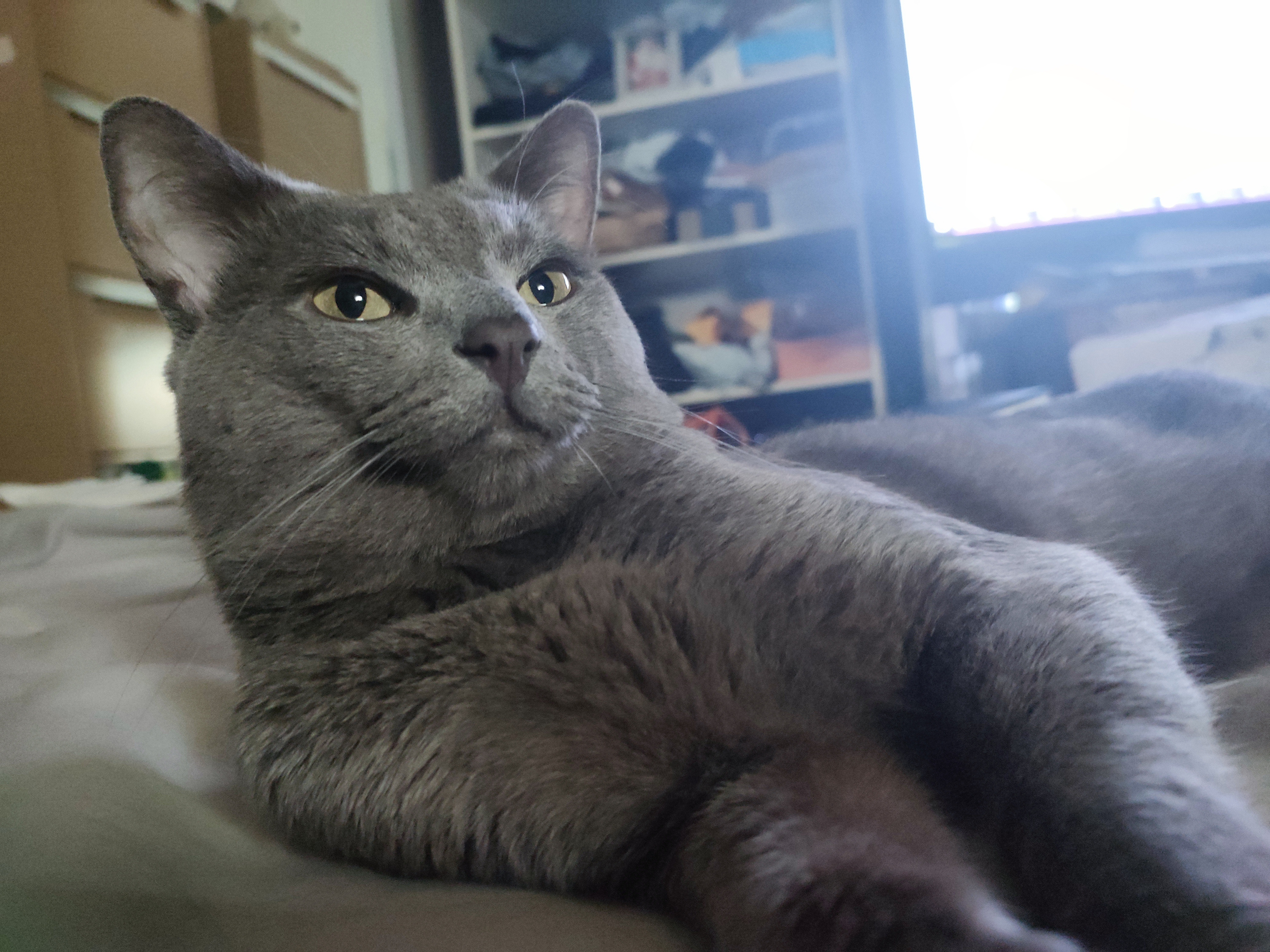 This Russian Blue knows how to pose for the camera!