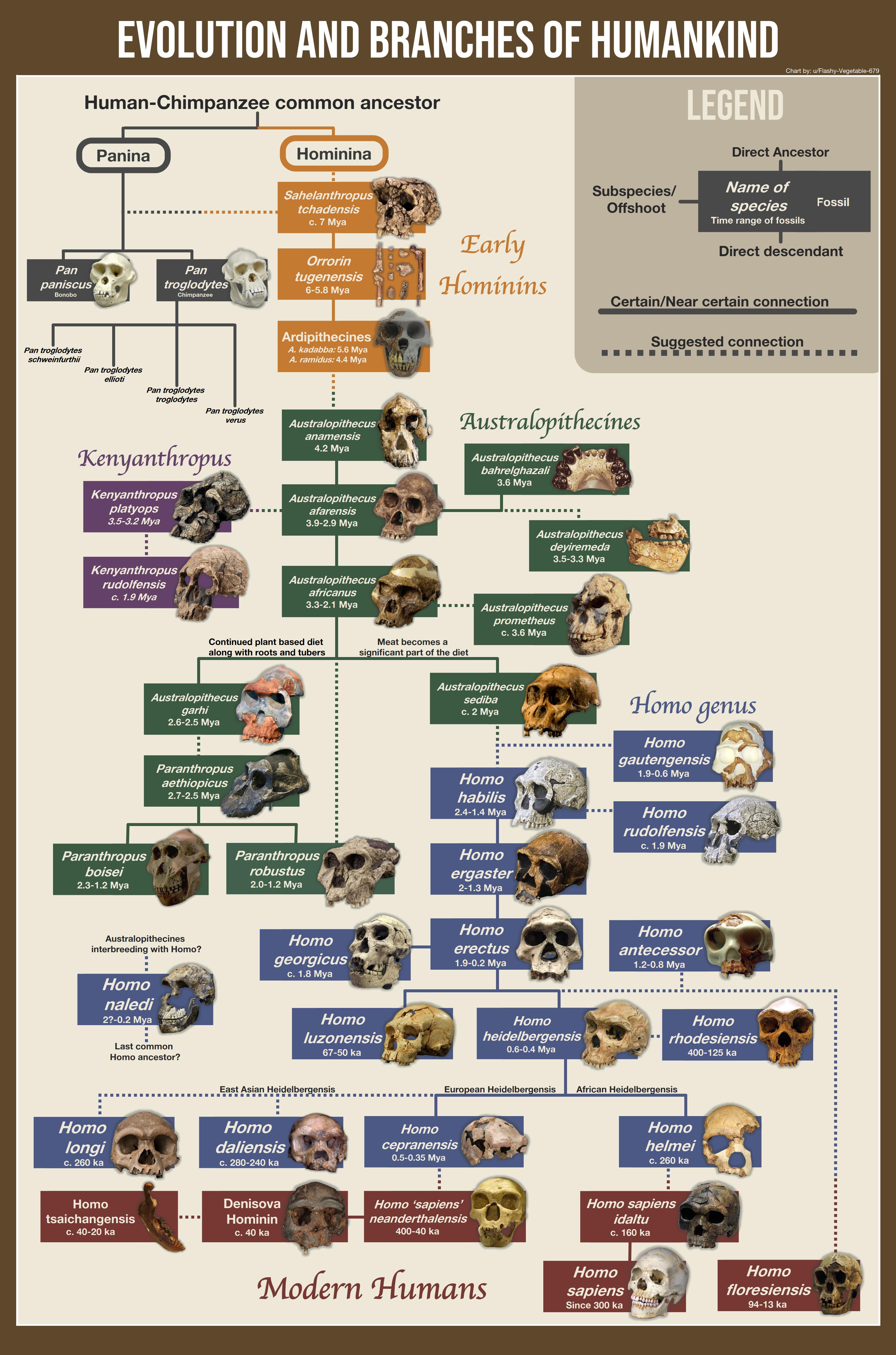 The Incredible Evolution of Mankind