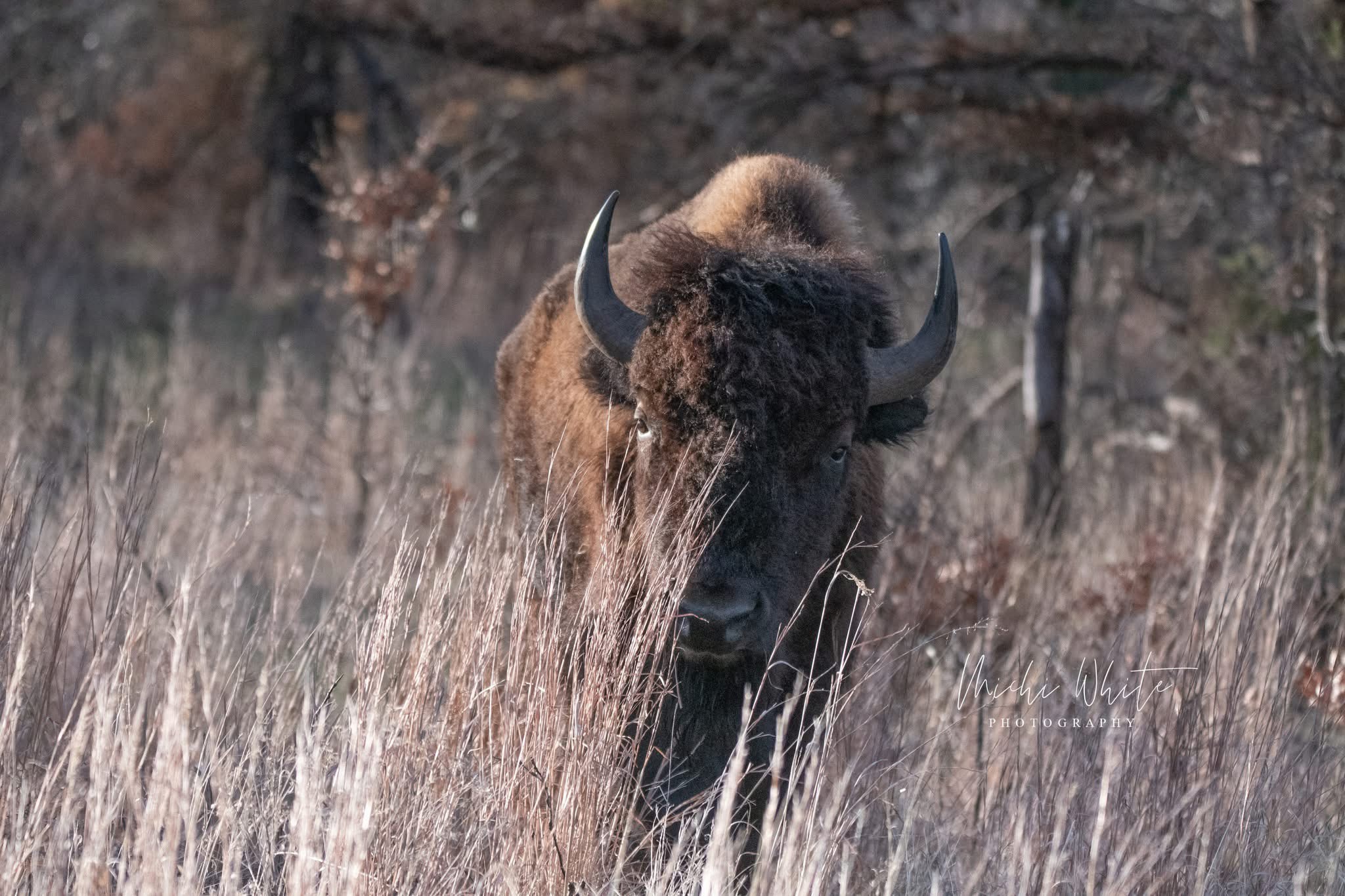 Buffalo: A majestic creature of the wild.