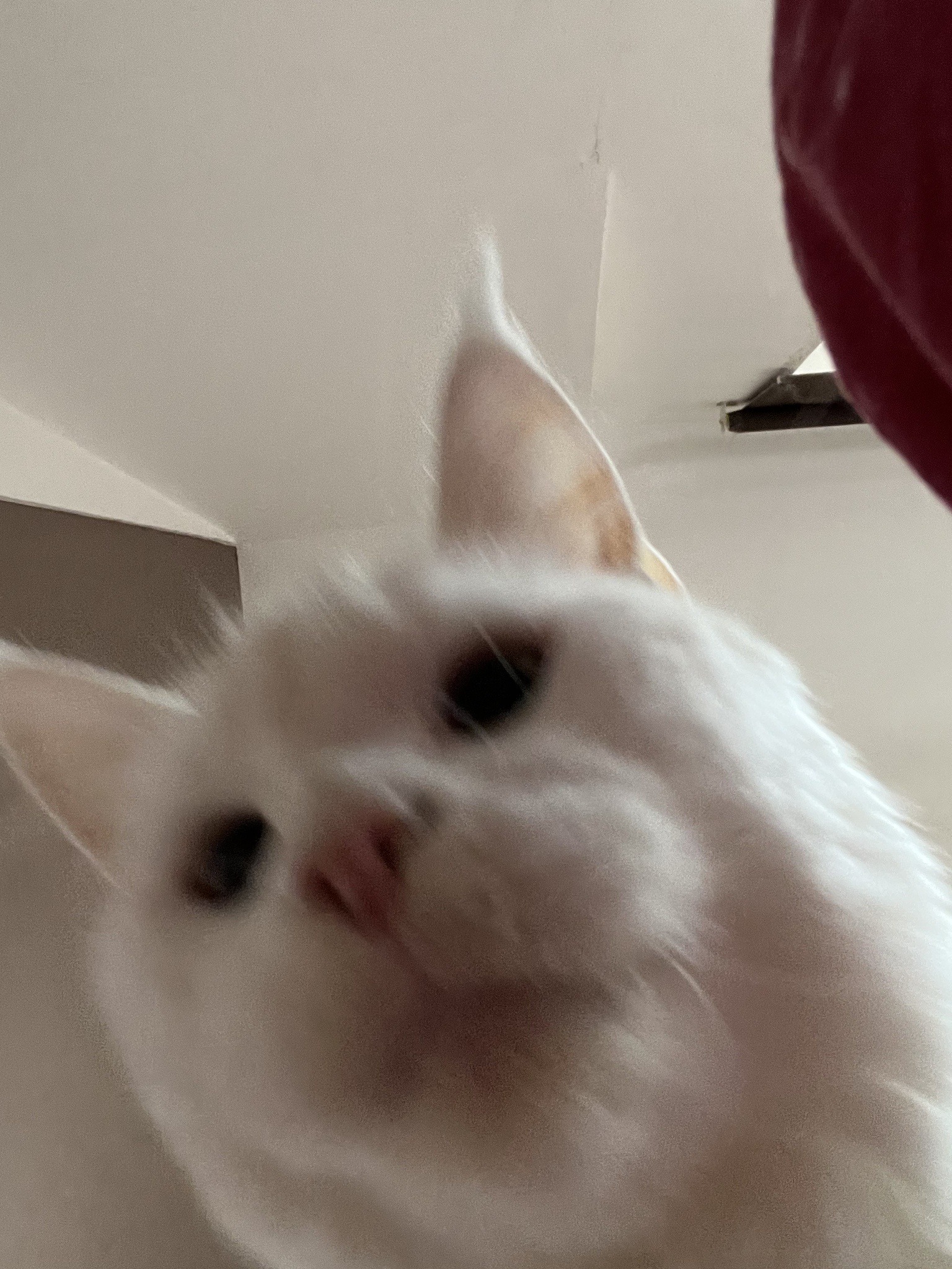 Rise and Shine, Human!