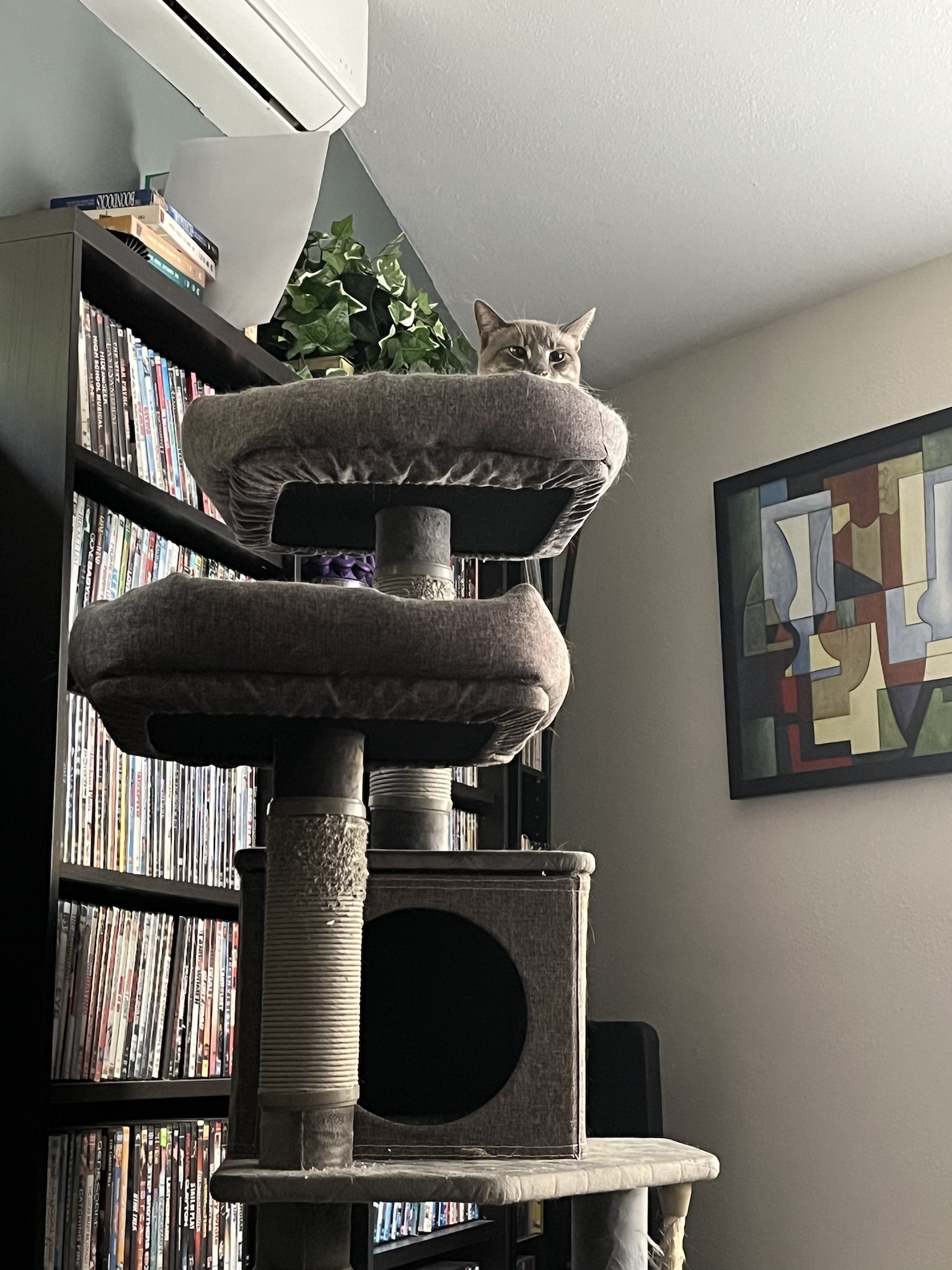 Daily dose of cuteness: Cat Ivy's journey, Day 364