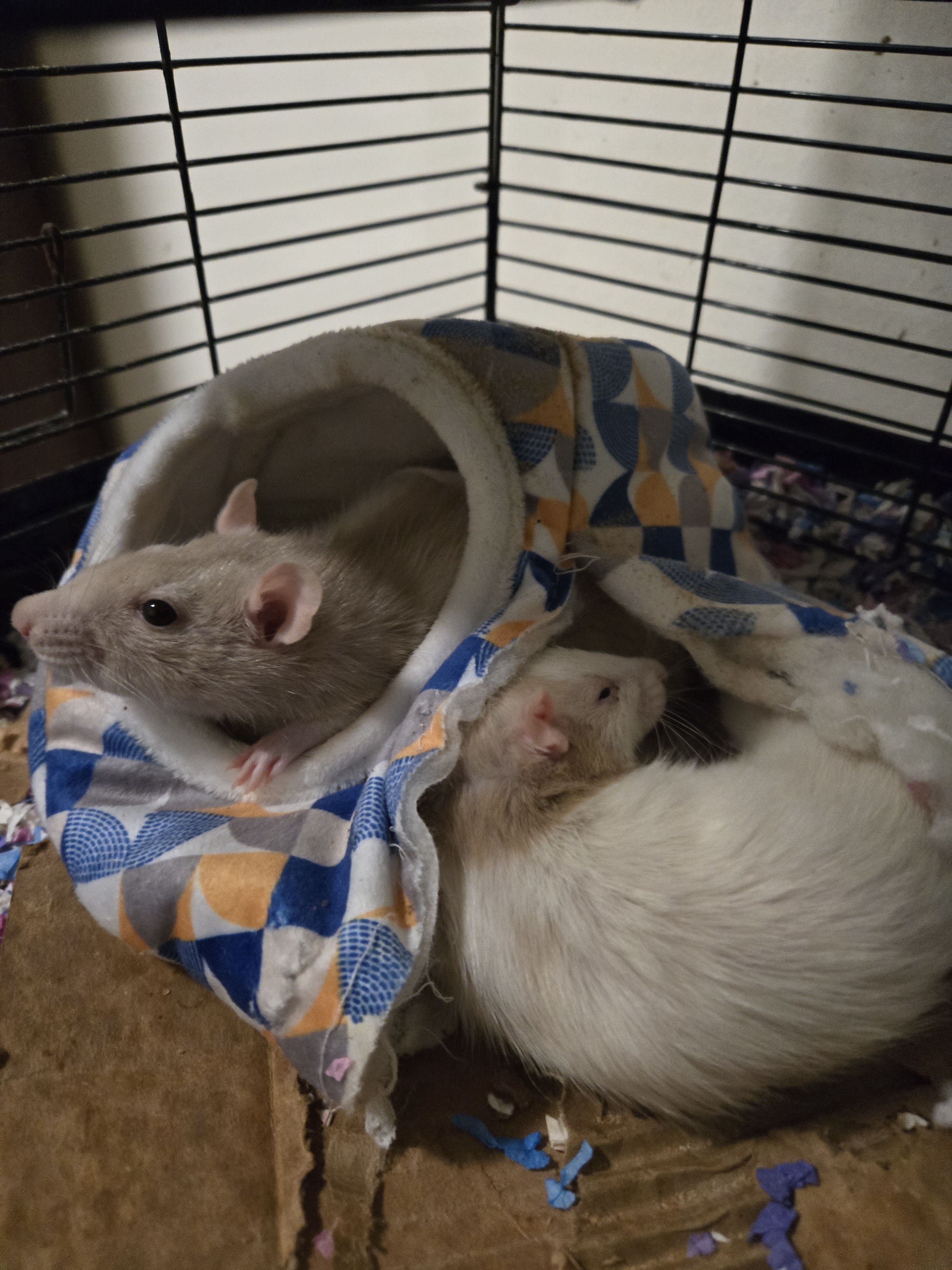 My Adorable Rats