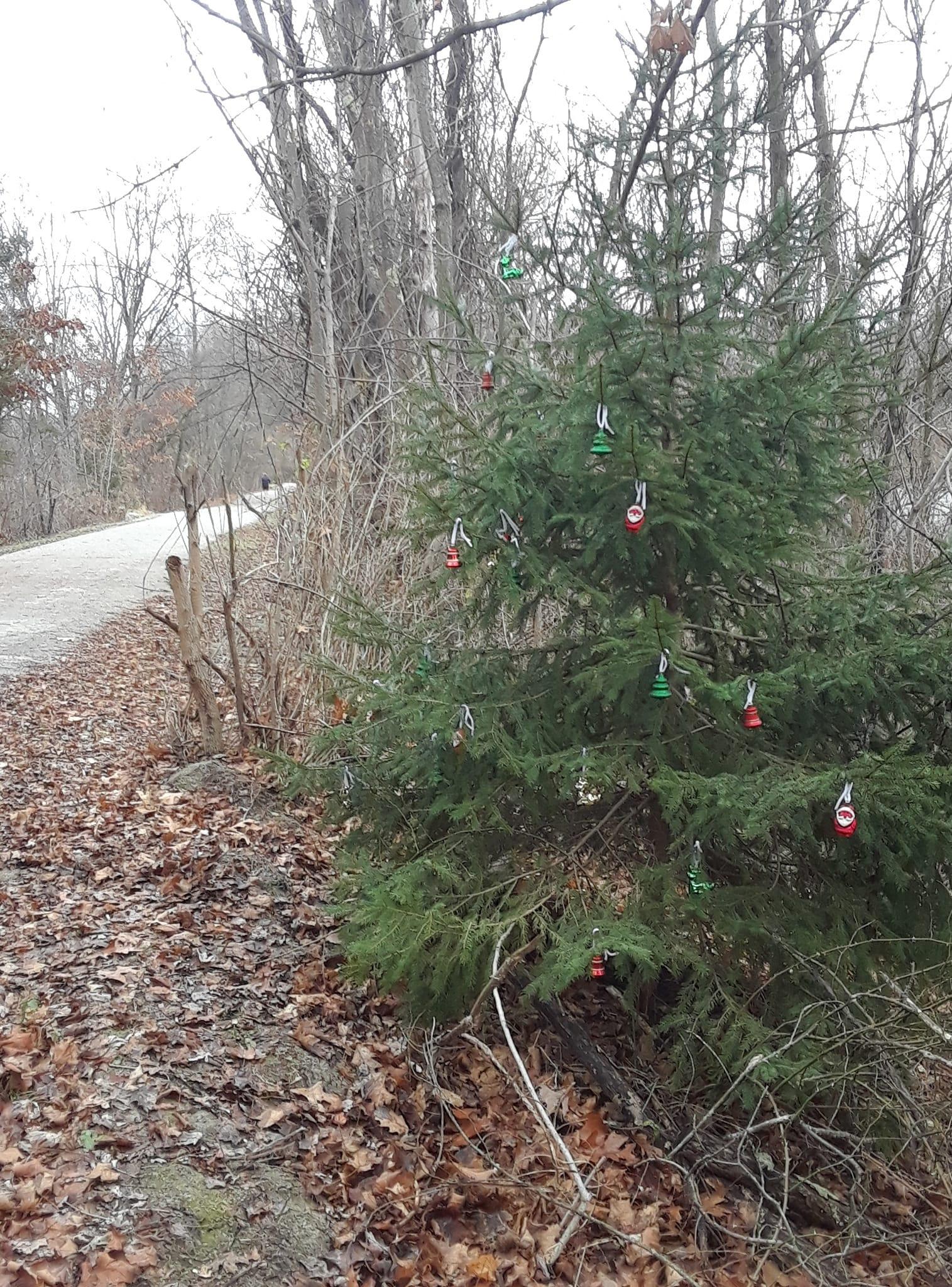A Beautifully Decorated Tree in Its Natural Habitat