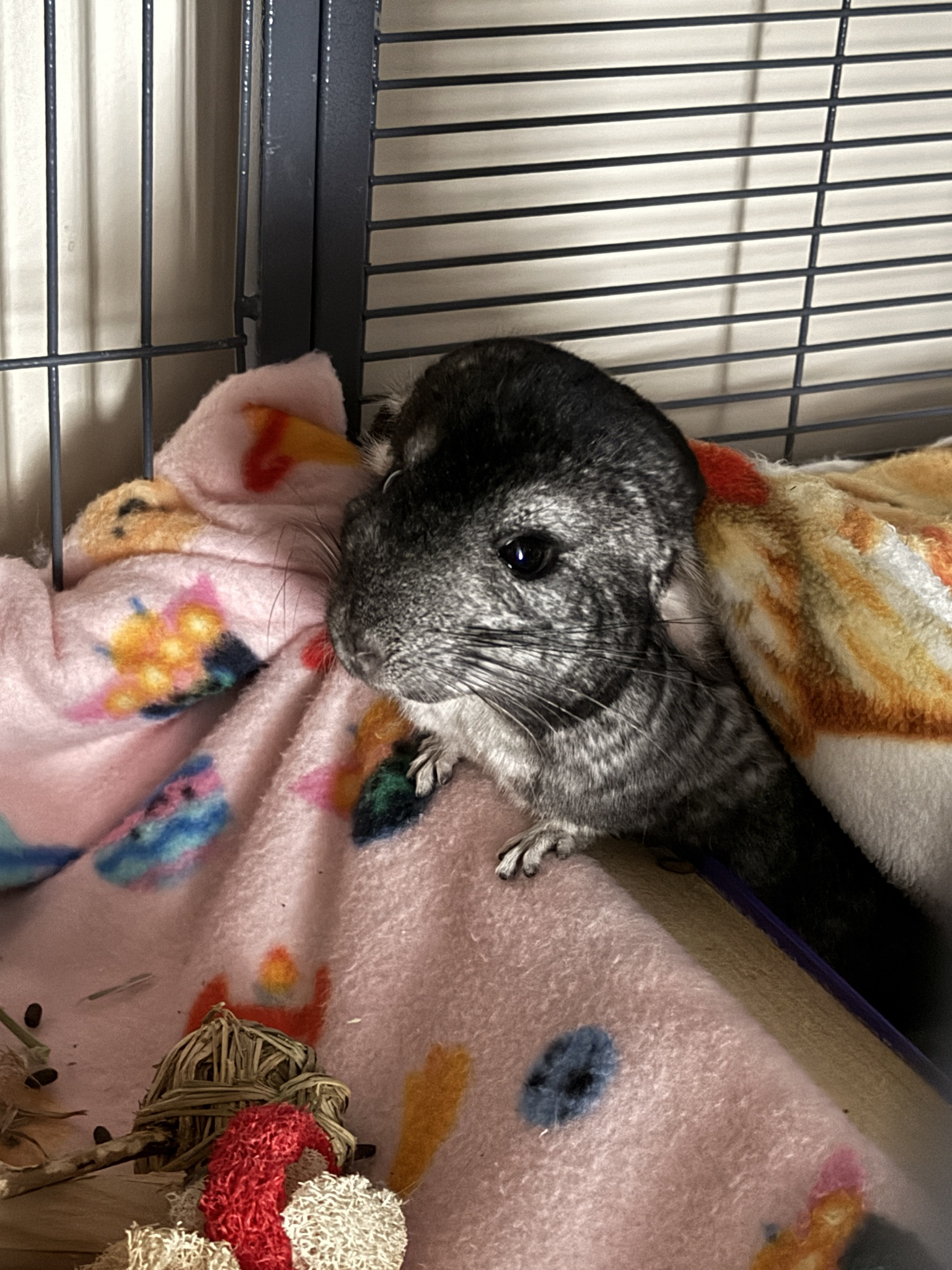 Chinchilla Cozying Up Under a Blanket: Pure Cuteness