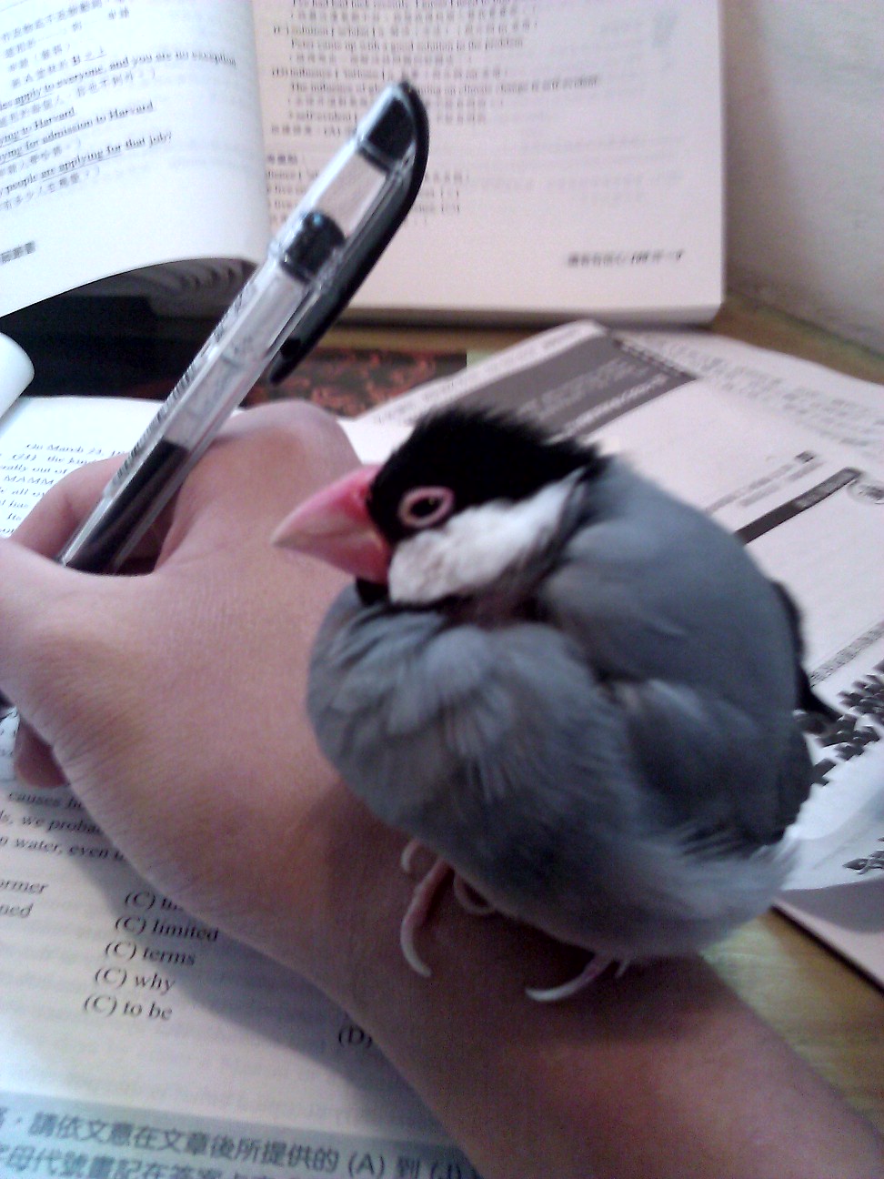 Meet the plumpest bird you’ve ever seen!