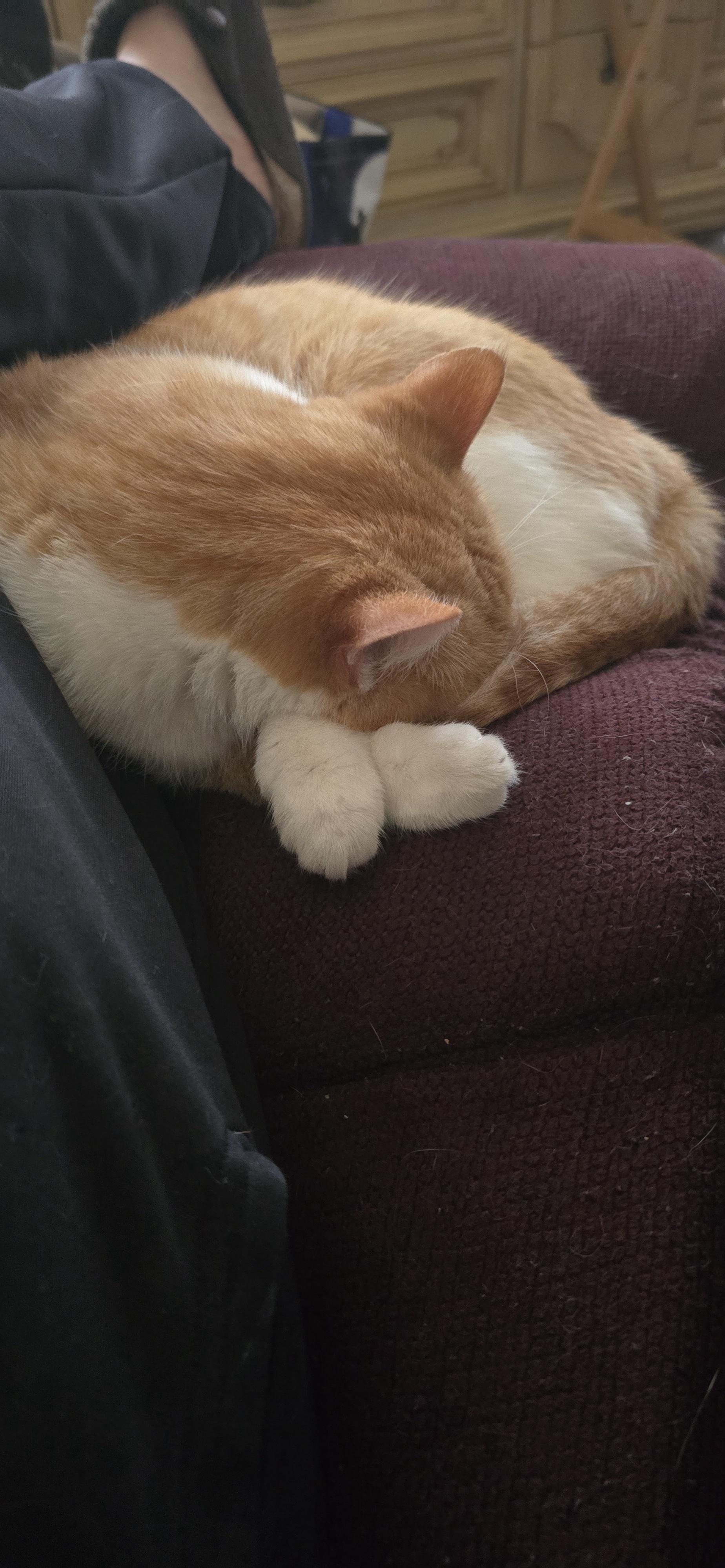 Just Chillin' with Our Paws in the Air!