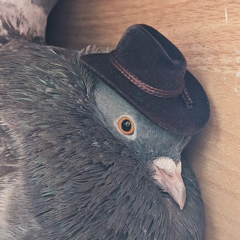 Howdy, Little Pidgy! Let's Chat!