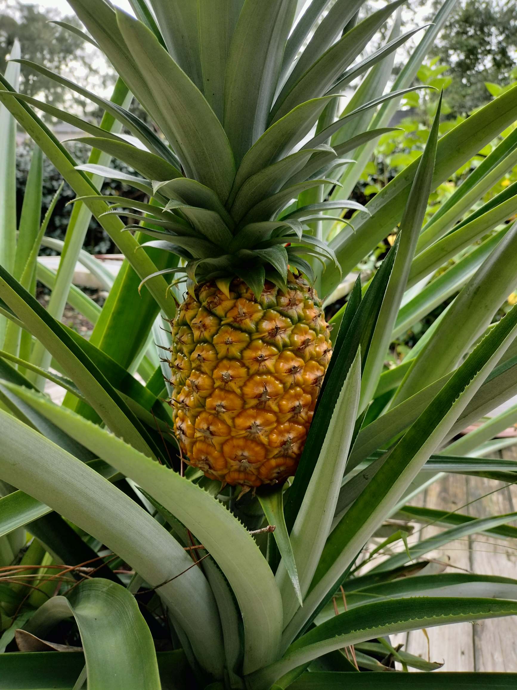 Mom's Accidental Pineapple Surprise: A Culinary Mishap