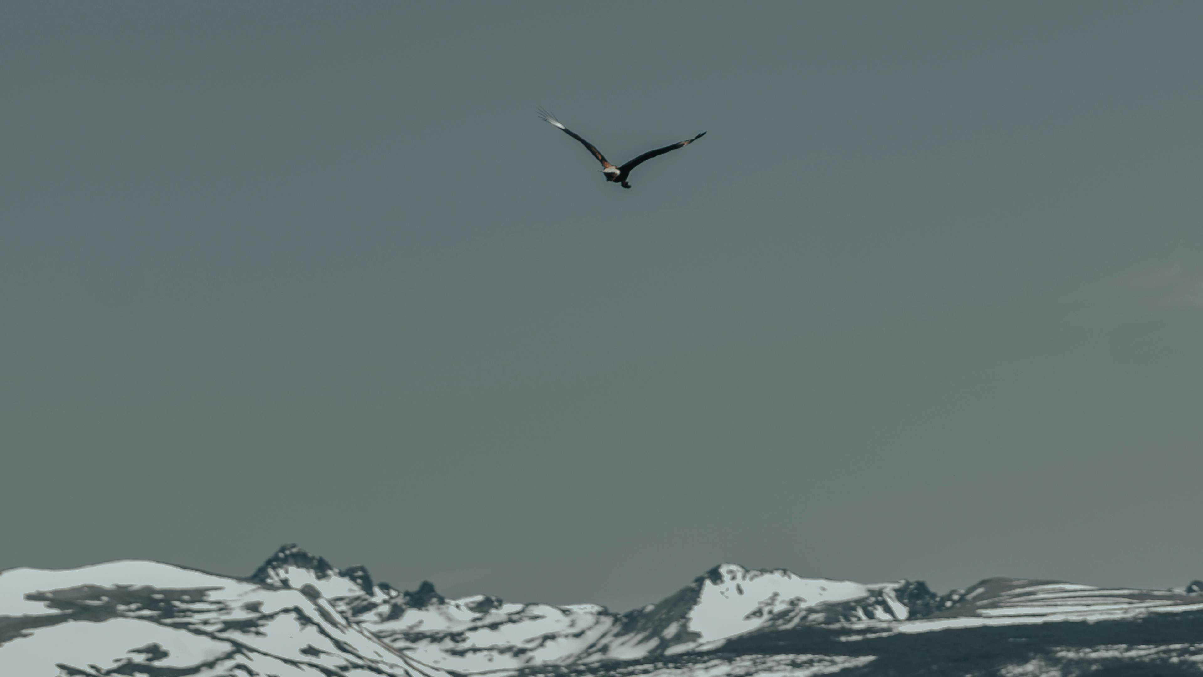 Eagle's Majesty: A Stunning View Over the Mountains