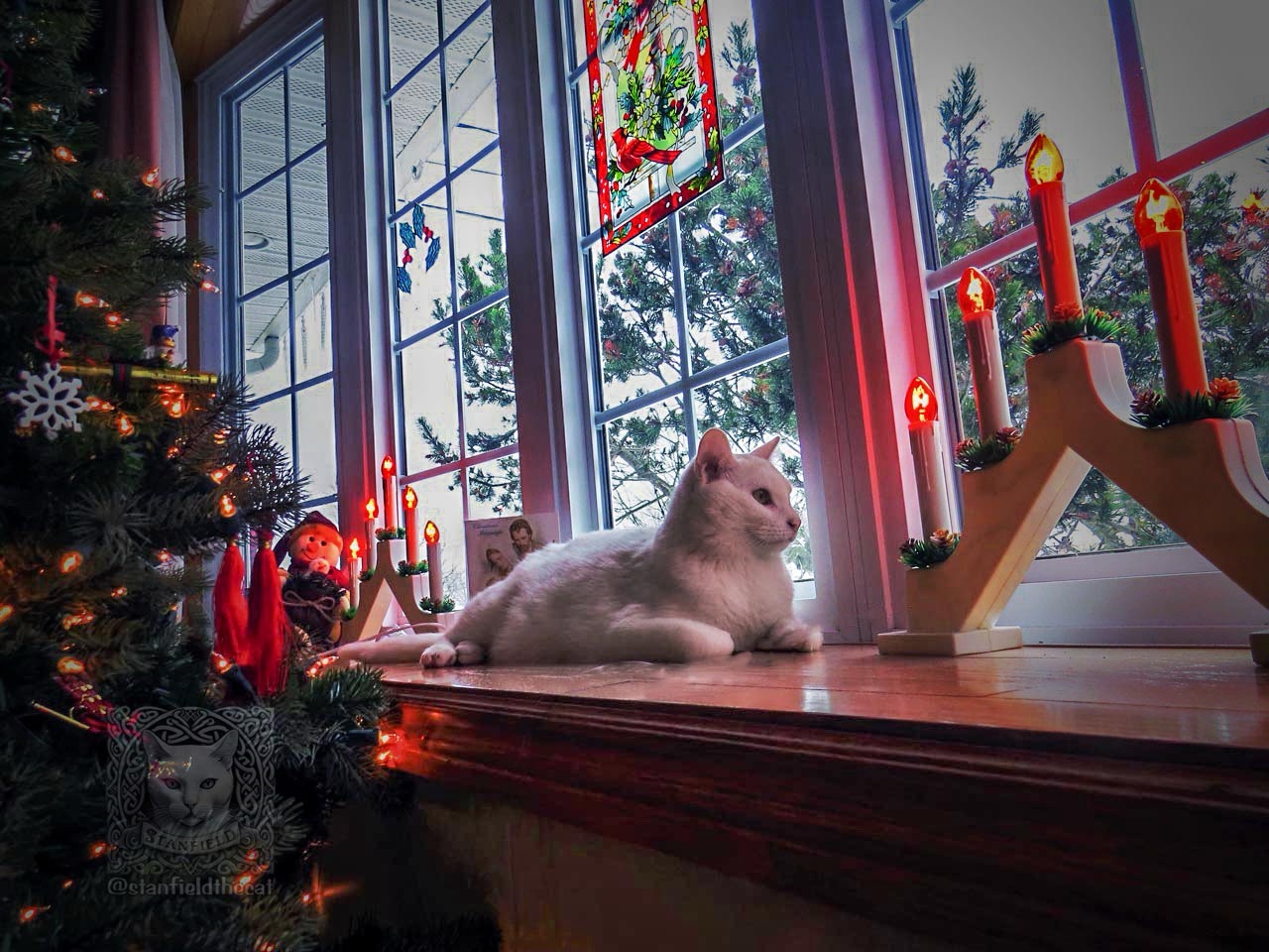 Feline Navidad Wishes from Stanfield the Cat!