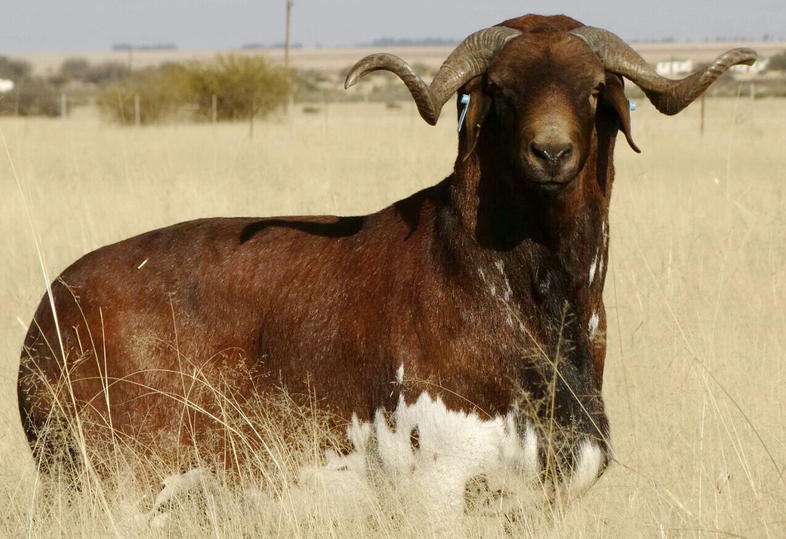 Introducing the Damara Sheep from South Africa.