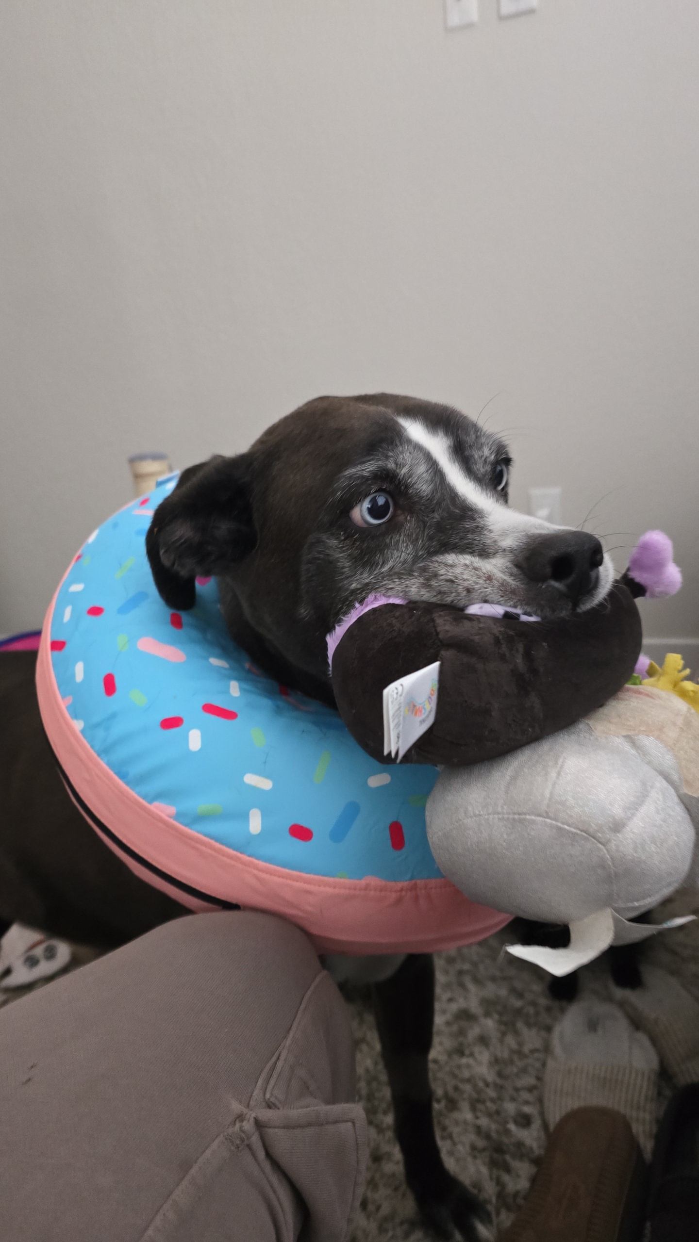 Meet the post-surgery pup: ready to heal and cuddle!