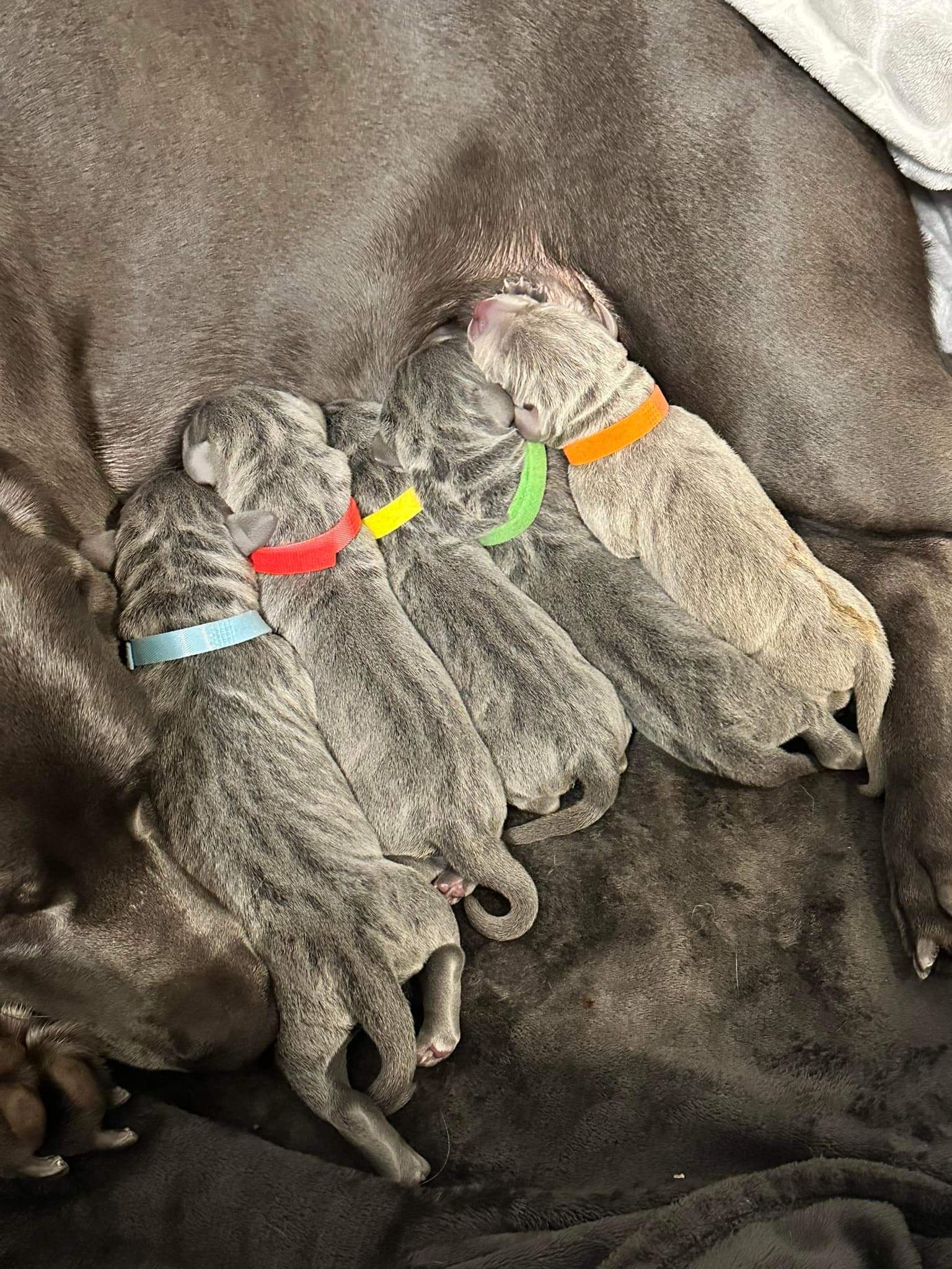 It's Weimaraner Time!