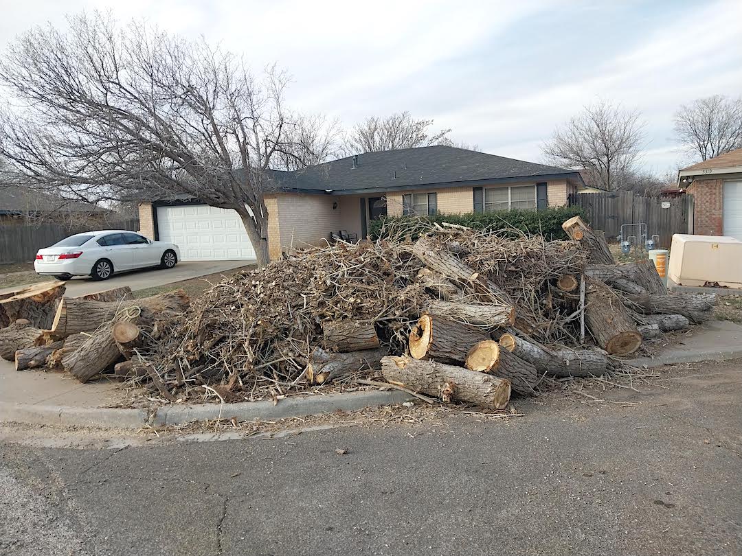 The Heartbreaking Demise of a 75-Year-Old Cottonwood Tree