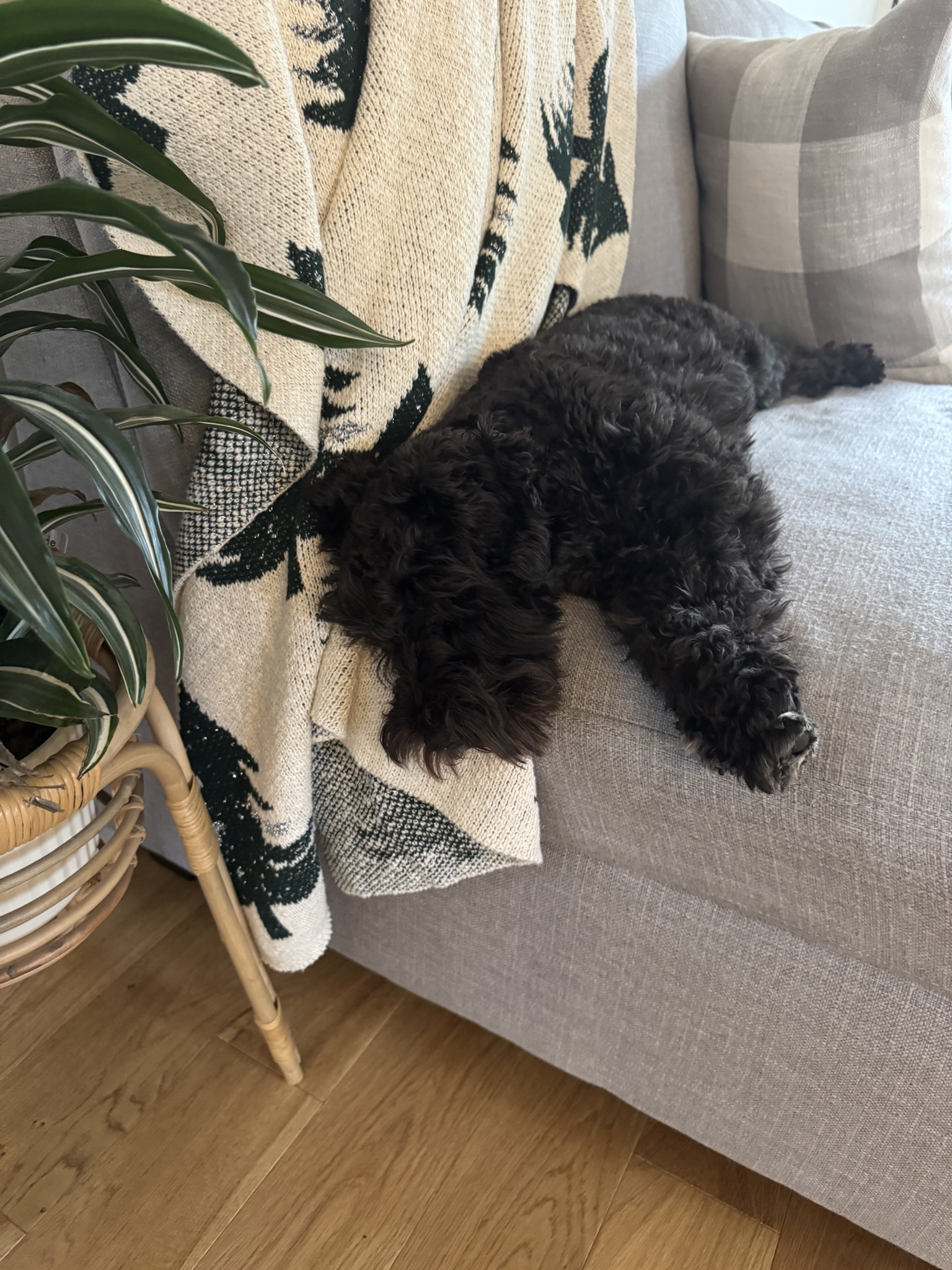 A Slice of Daily Life: The Olive Chronicles