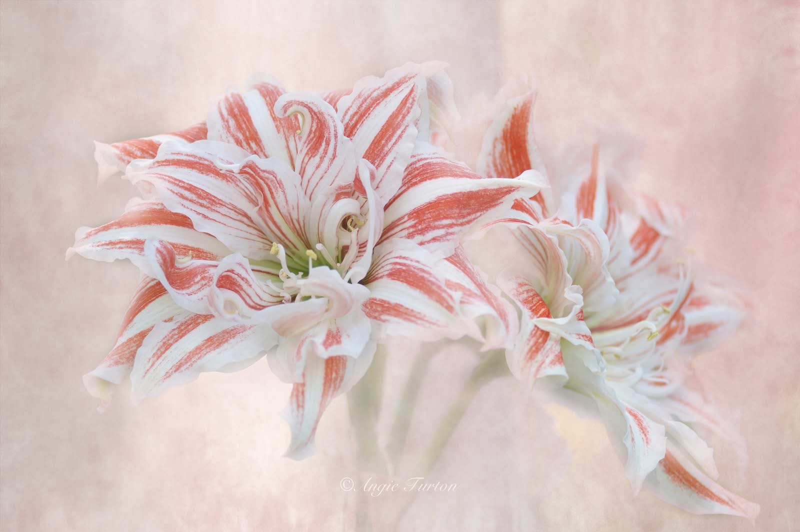 The Stunning Beauty of Amaryllis