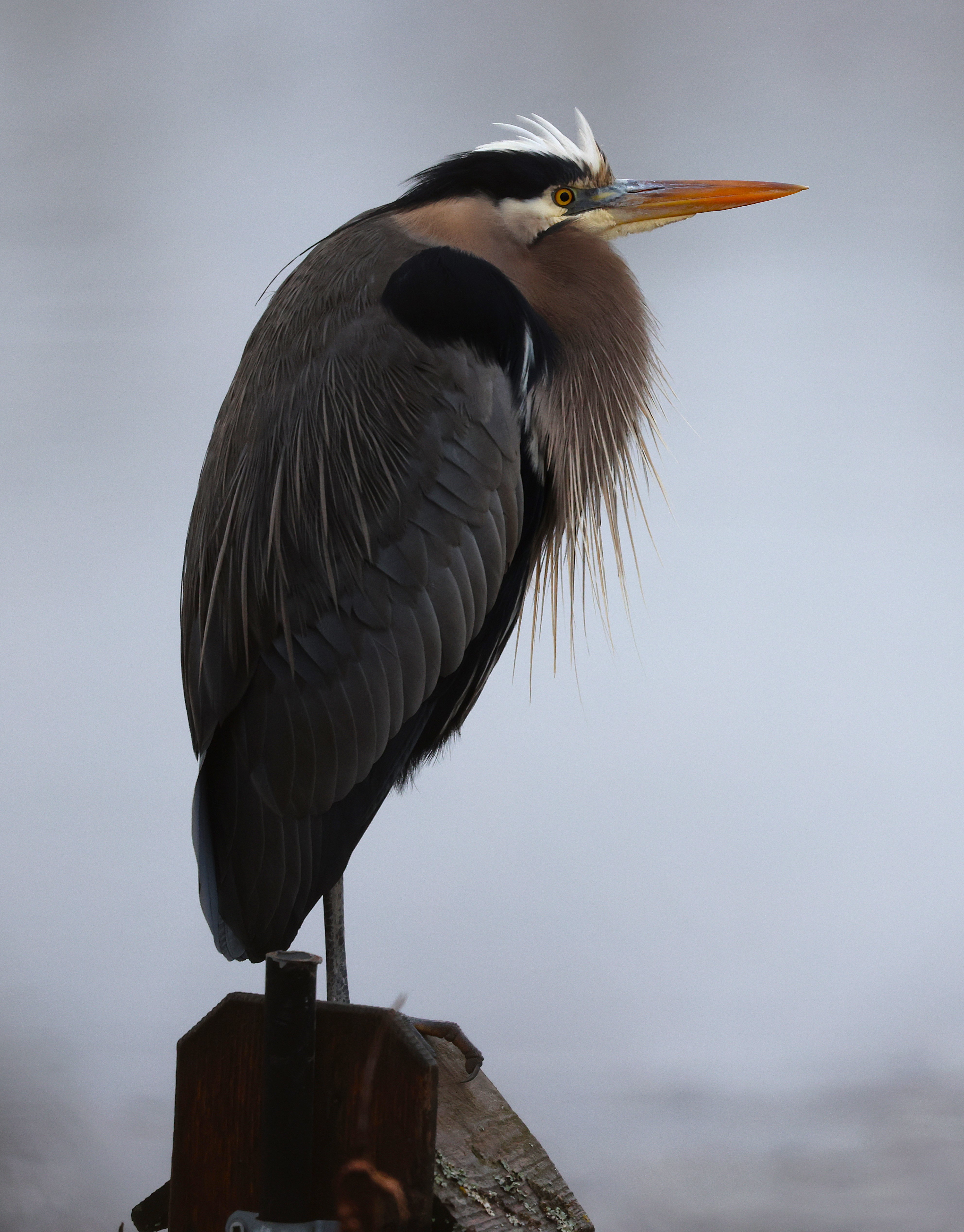 Meet Harry the Heron: The Handsome Bird of the Hour