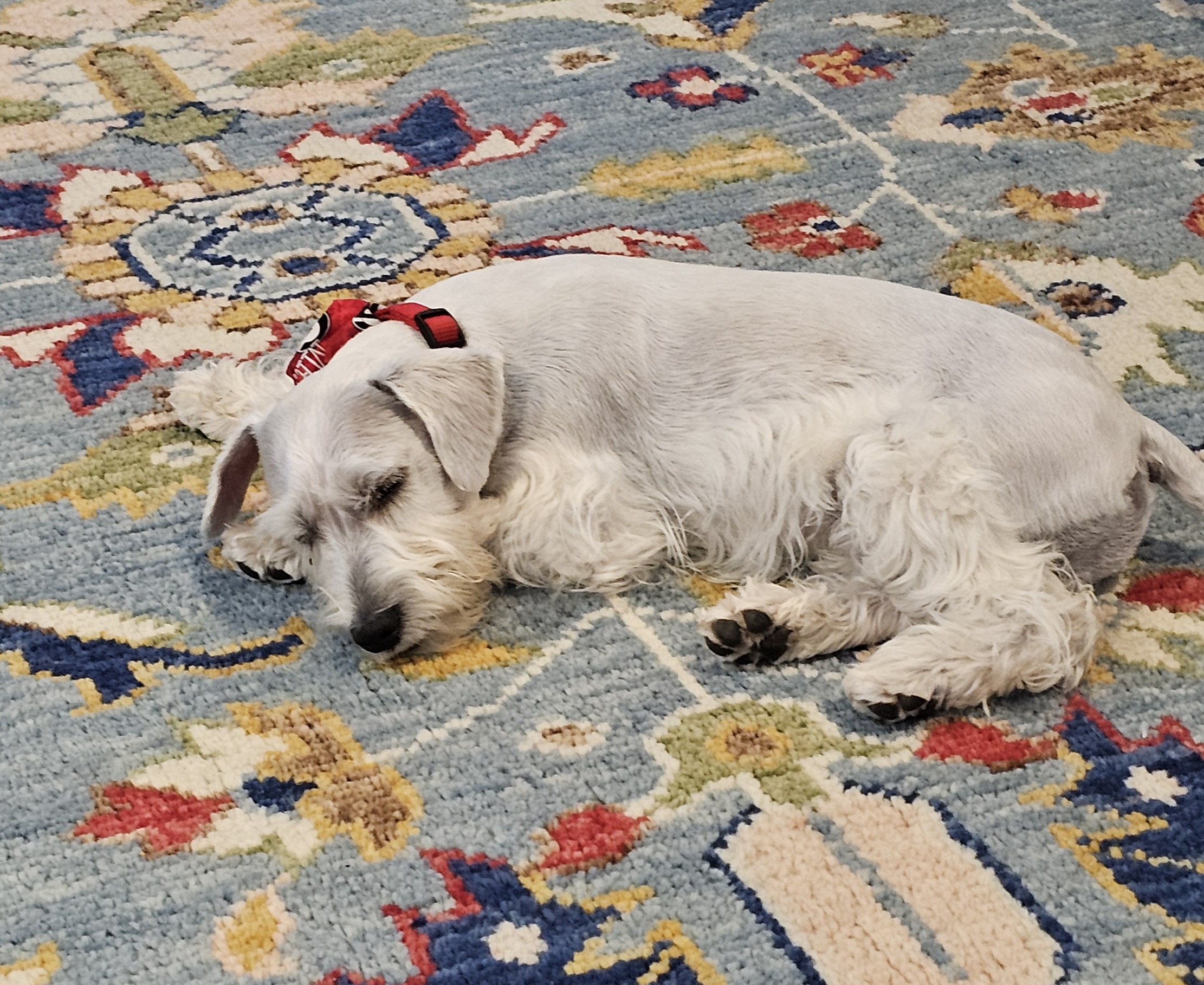 In What Ways Are Dogs Similar to Phones?