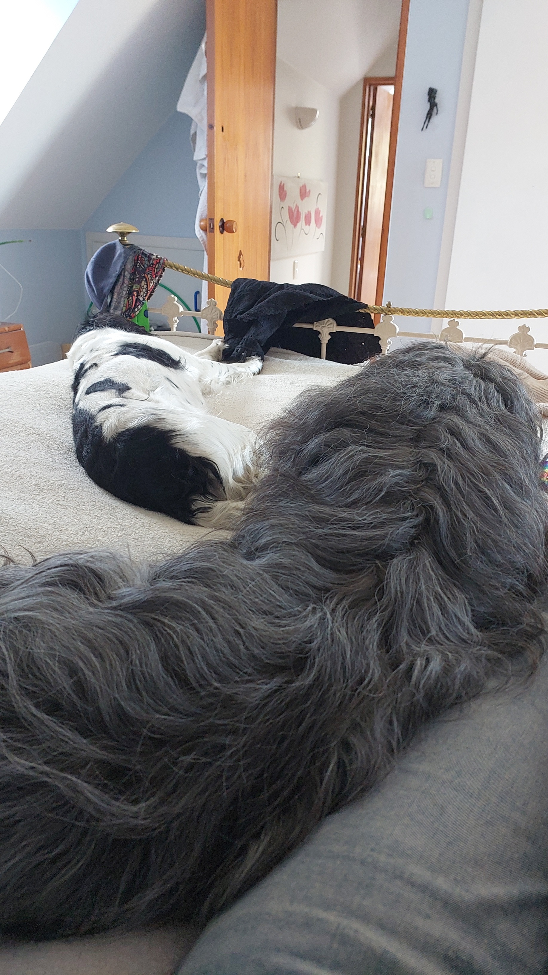 Why Dogs Truly Are the Best Companions