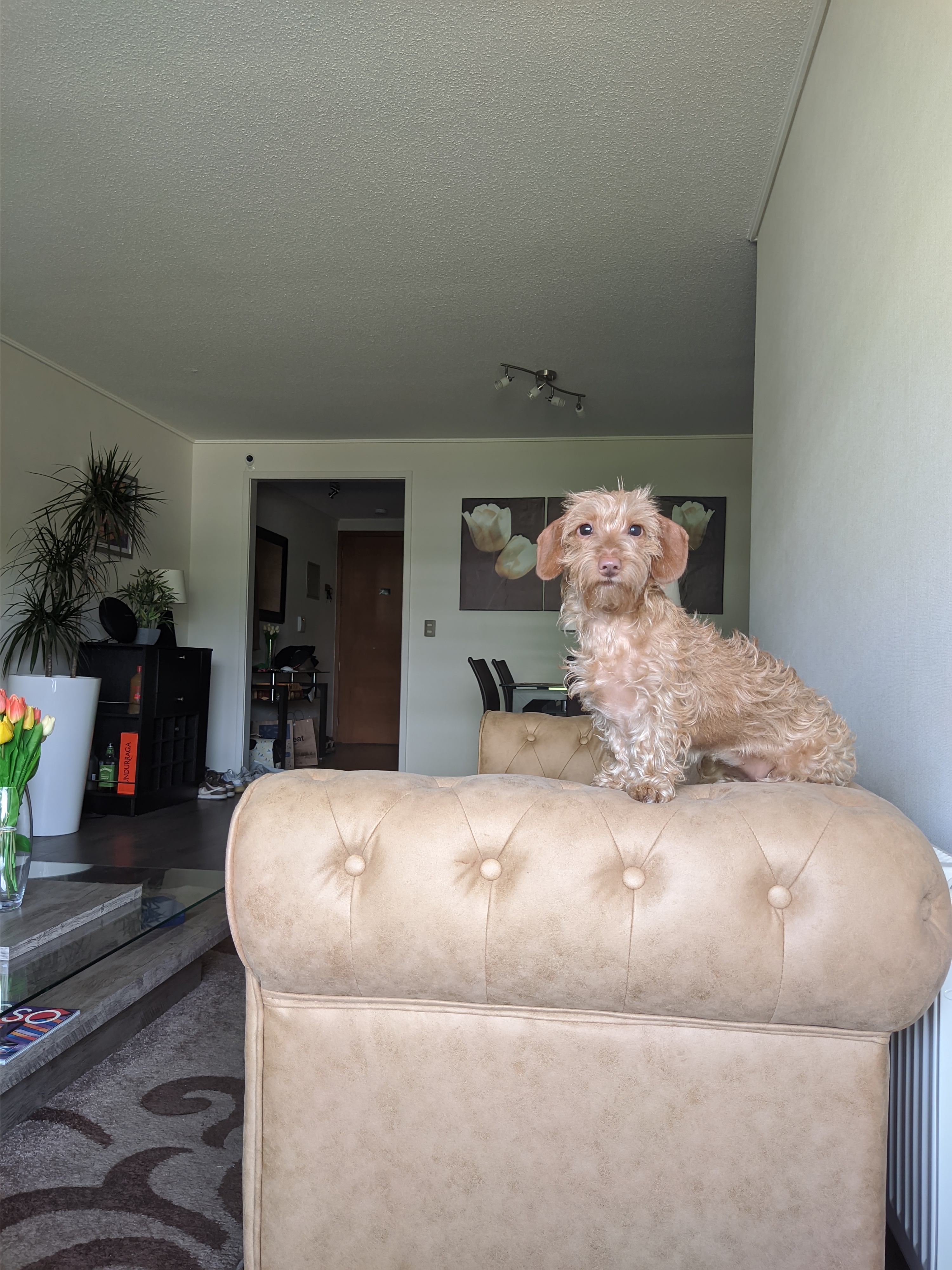 Meet My Adorable Dog Mily: The Cutest Companion