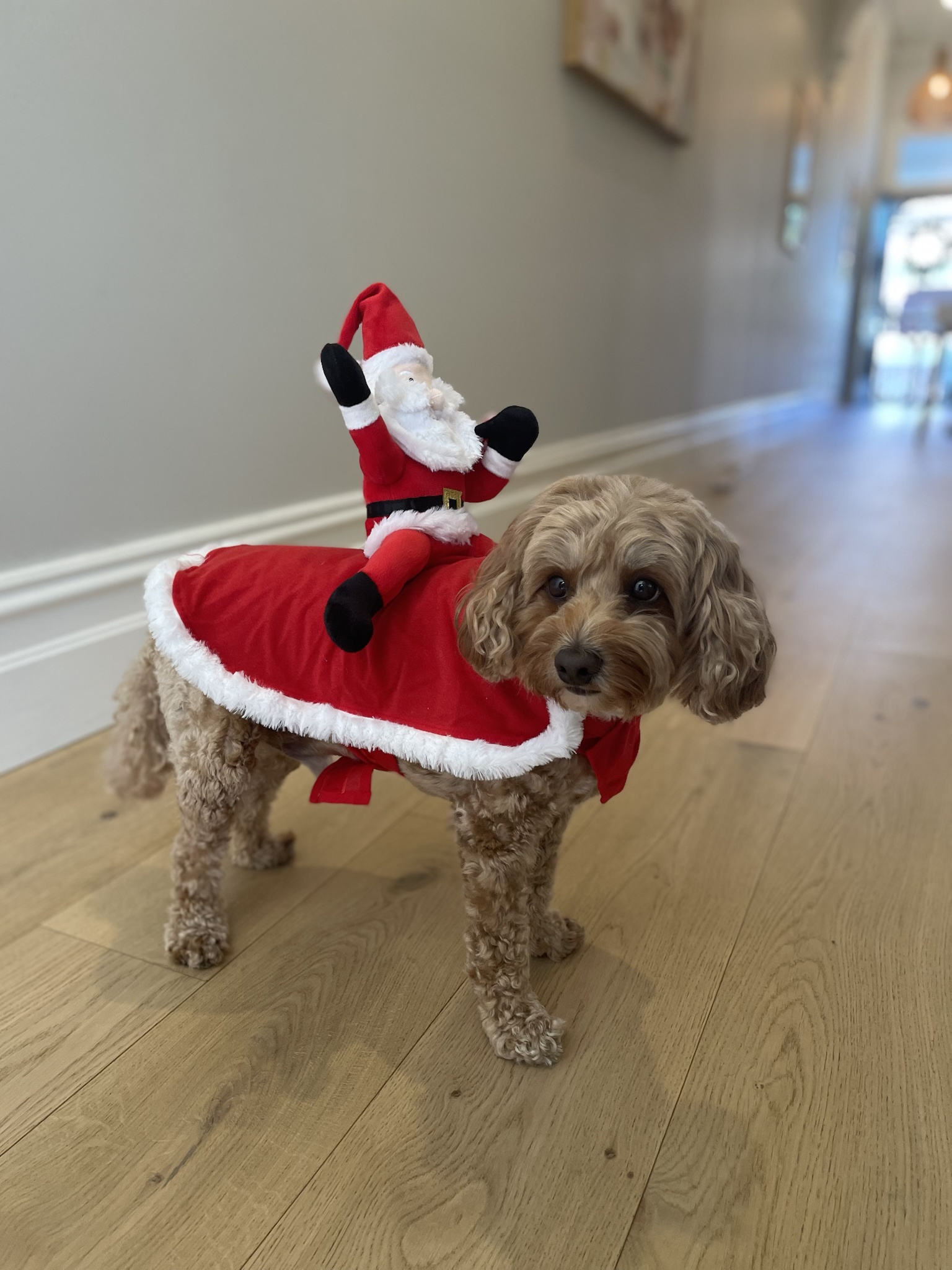 Wishing You a Merry Xmas Celebration!