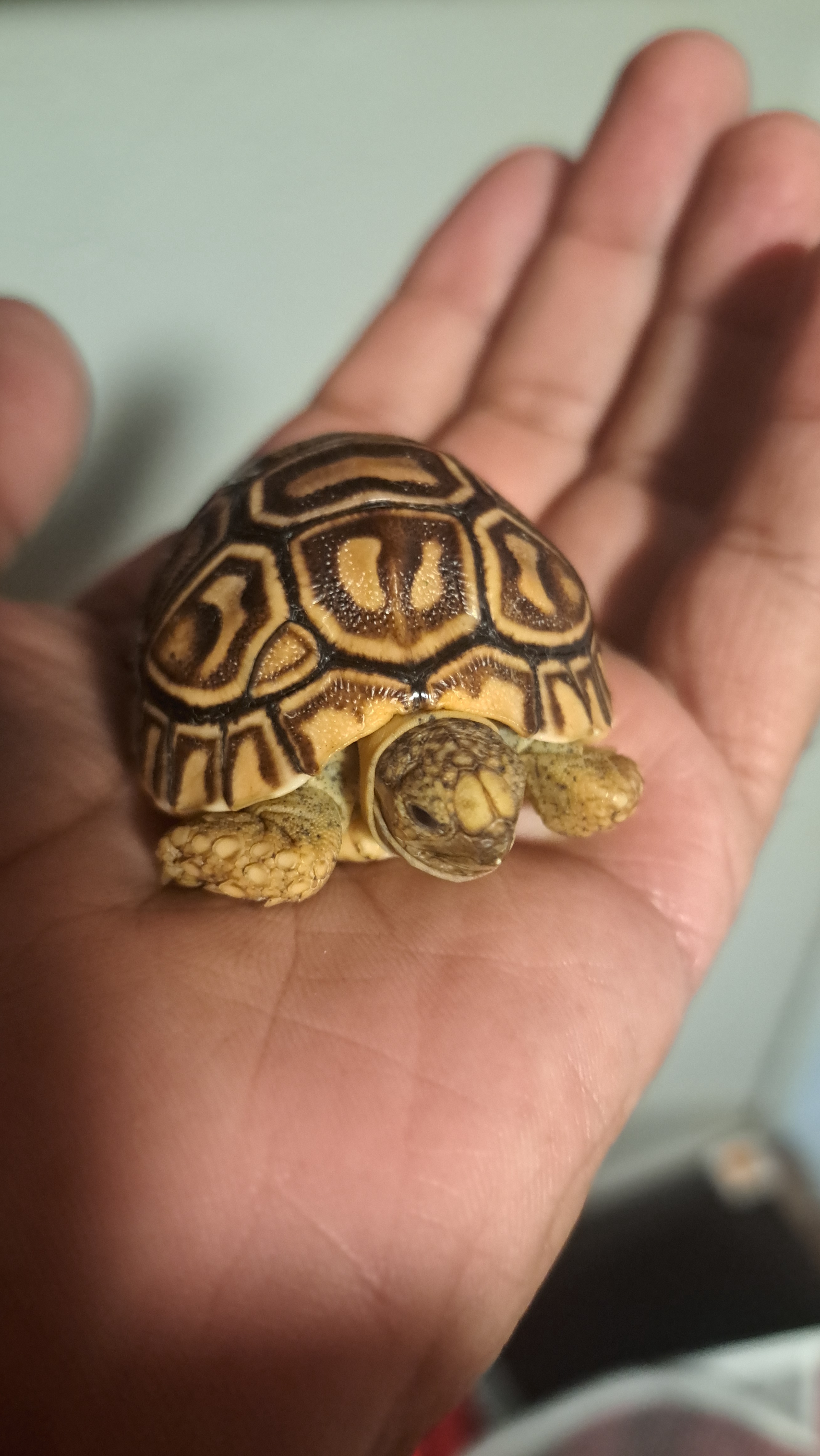 Meet Turt: The Adorable Little Creature!