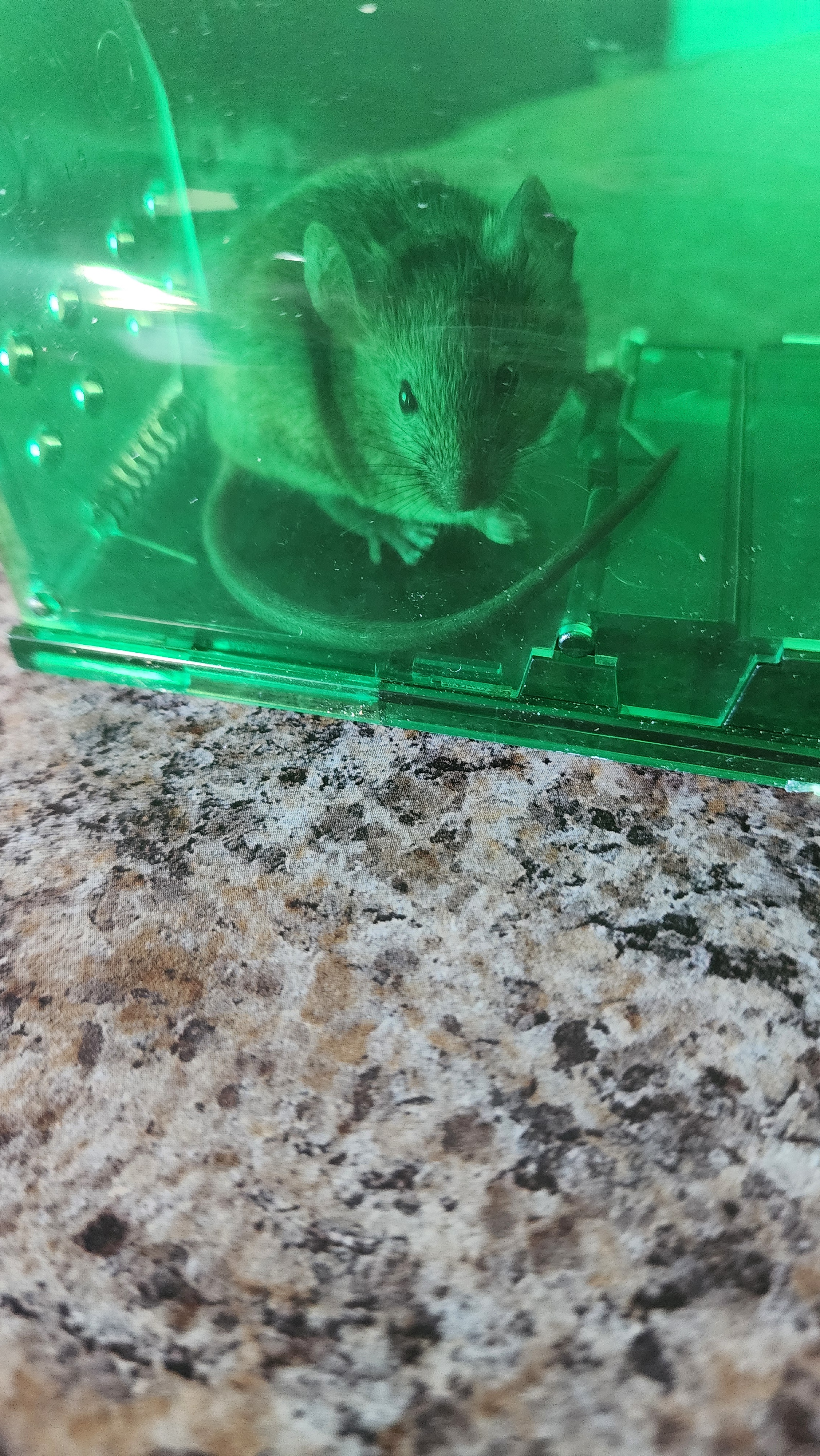 Today, we rescued two tiny mice from my flower beds and set them free by the serene lake.